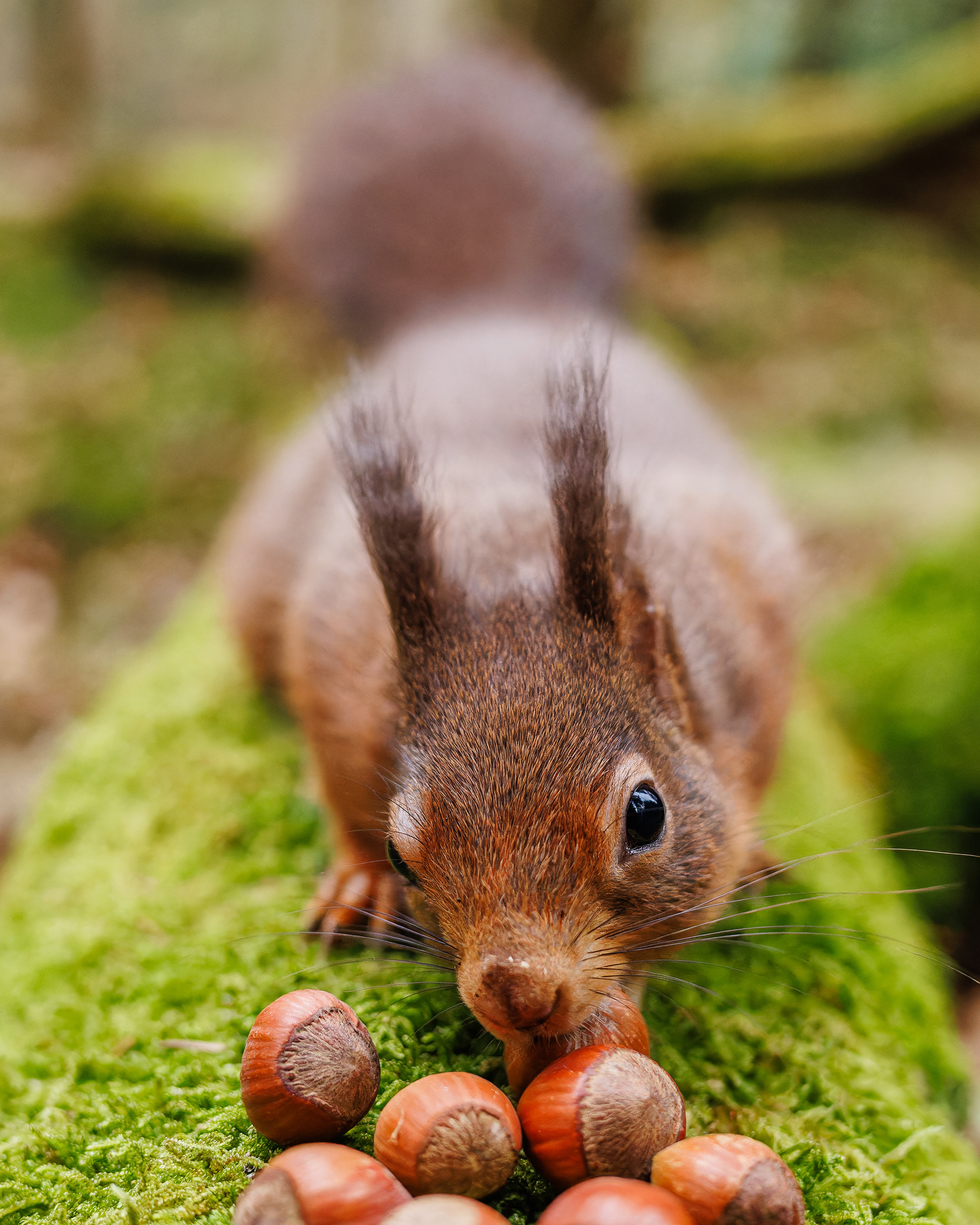 Red Squirrel