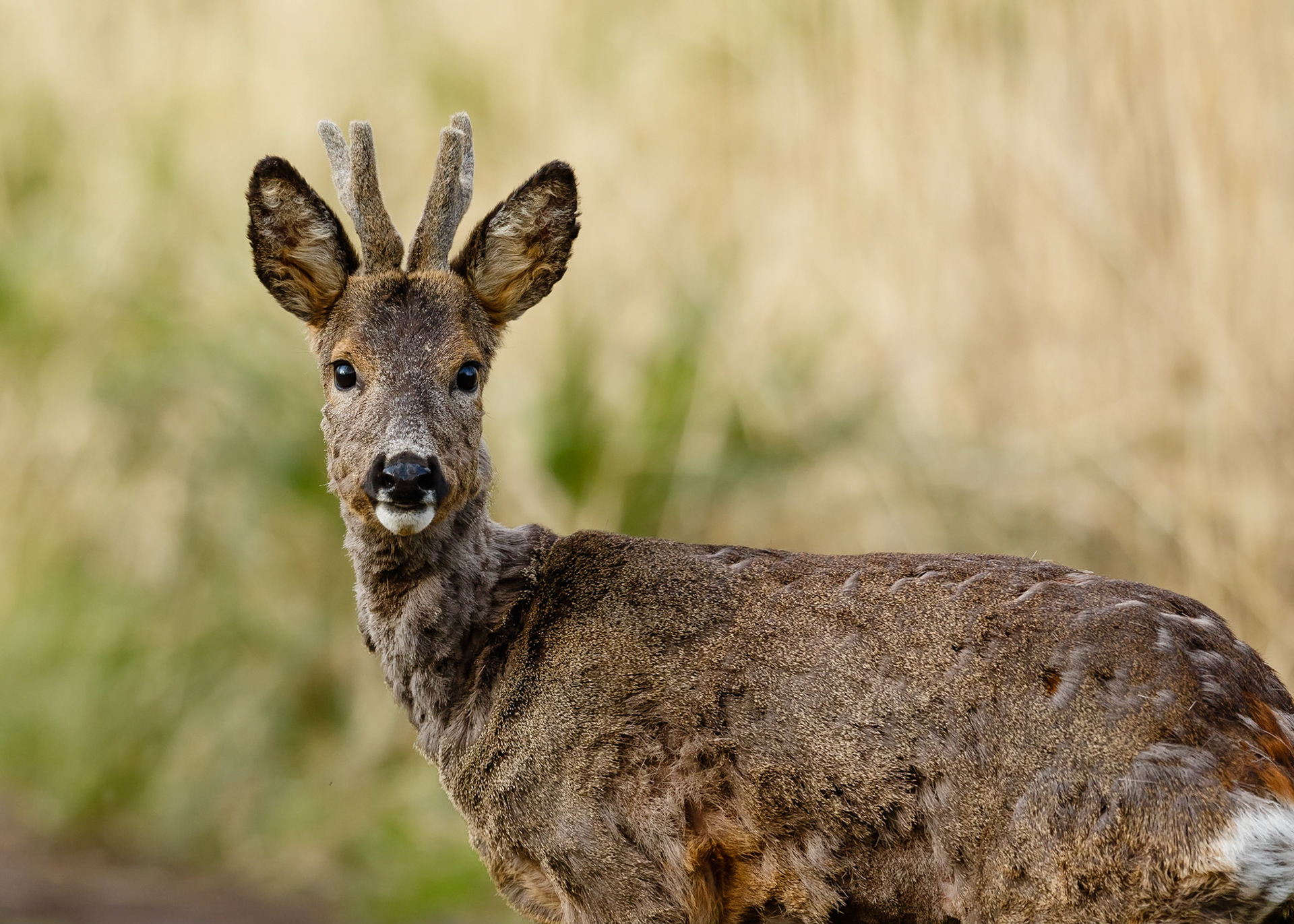Roe Deer