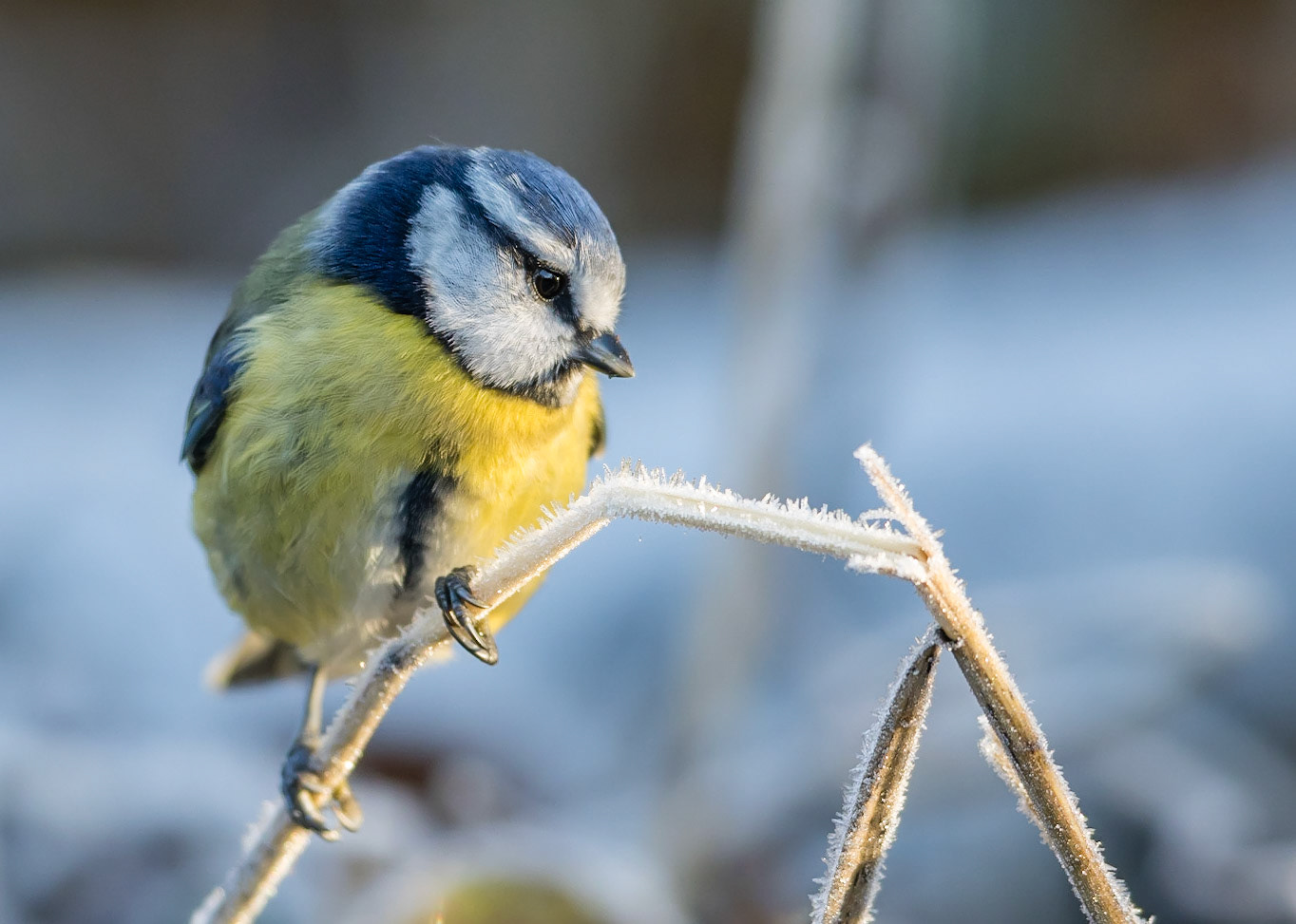 Blue Tit