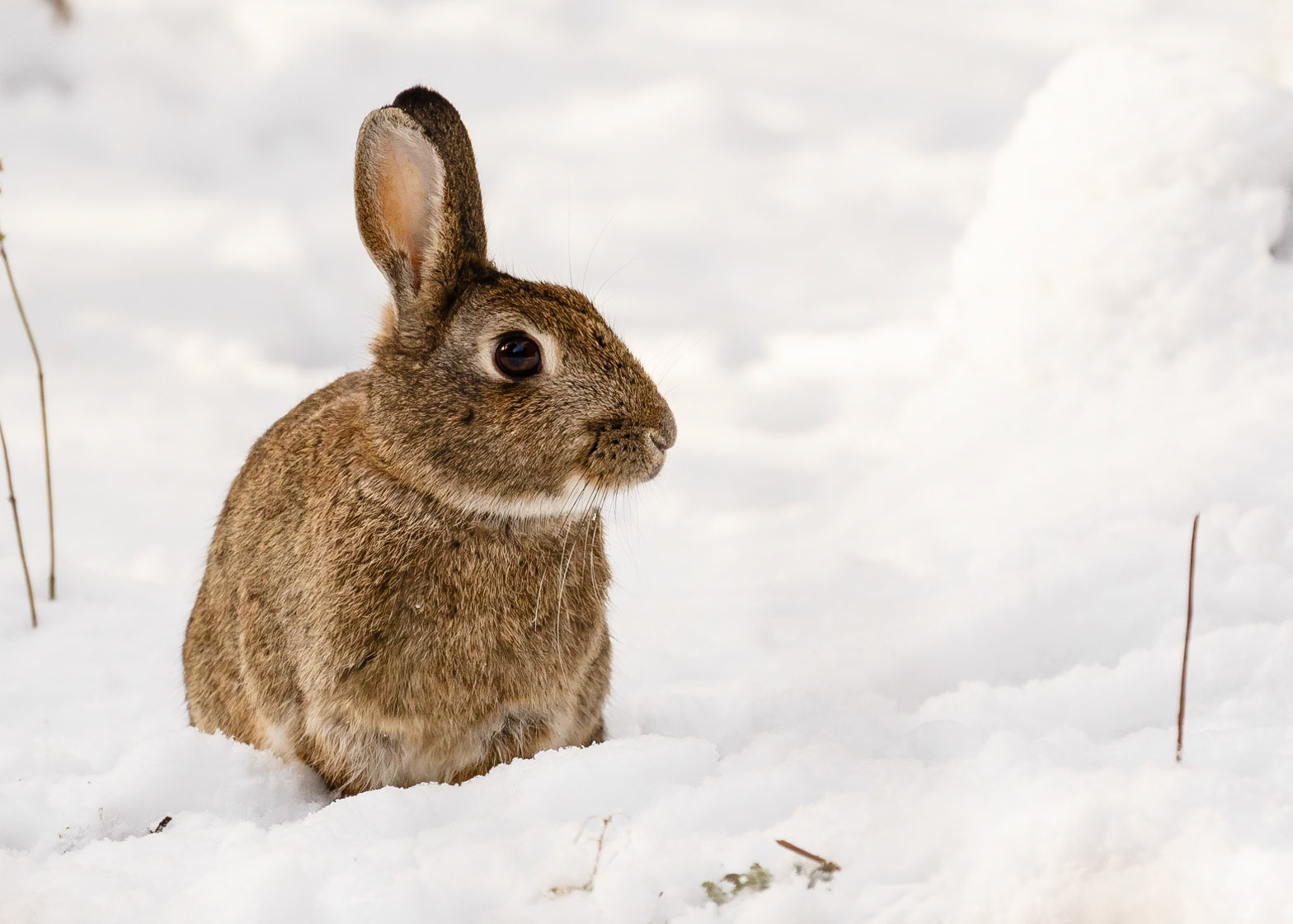 Rabbit