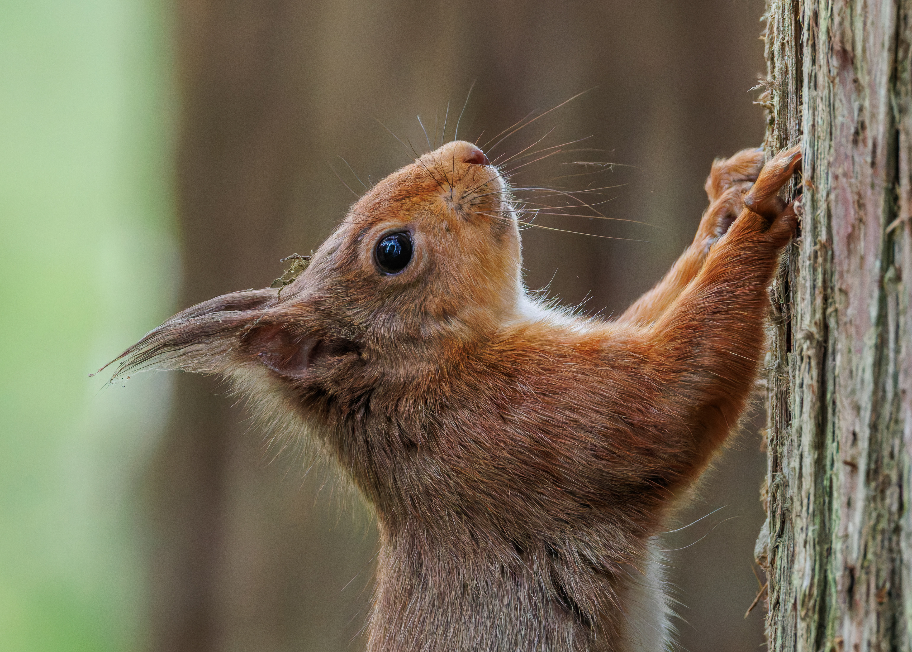 Red Squirrel