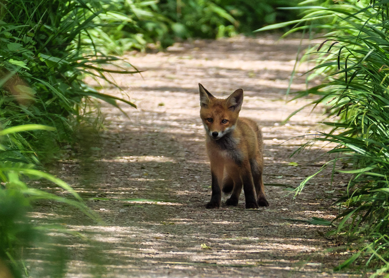 Fox