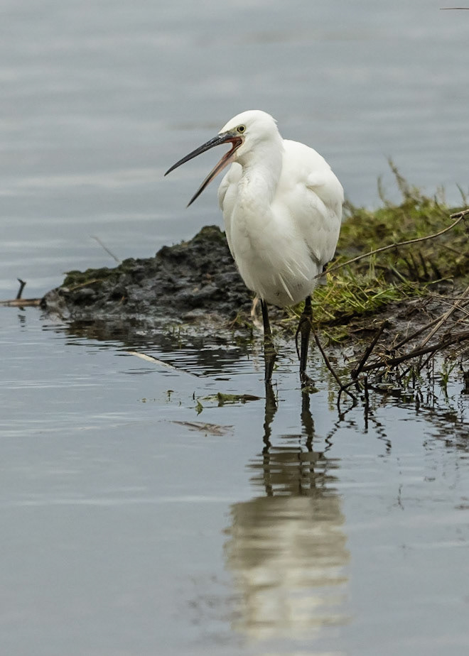 Little Egret