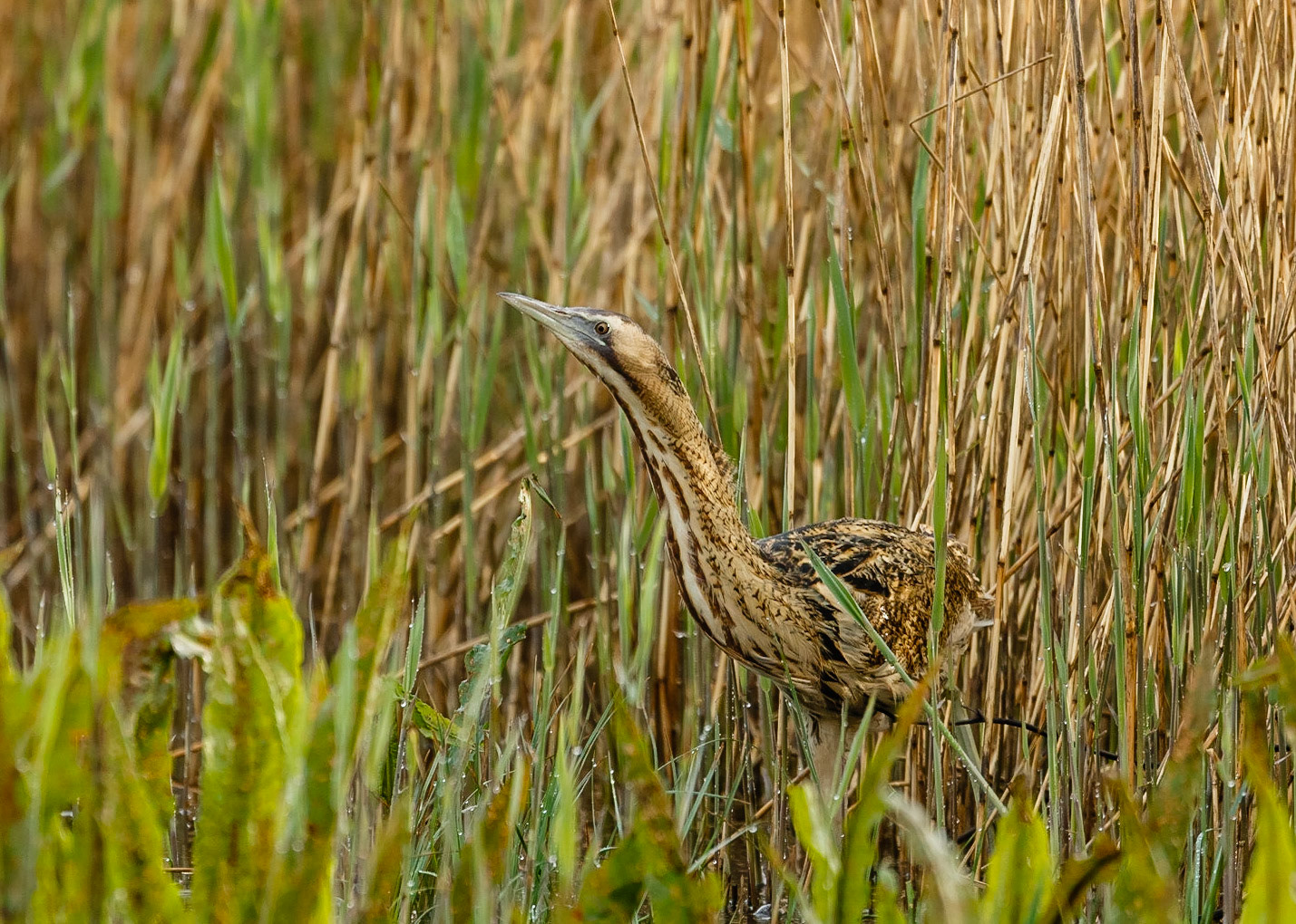 Bittern