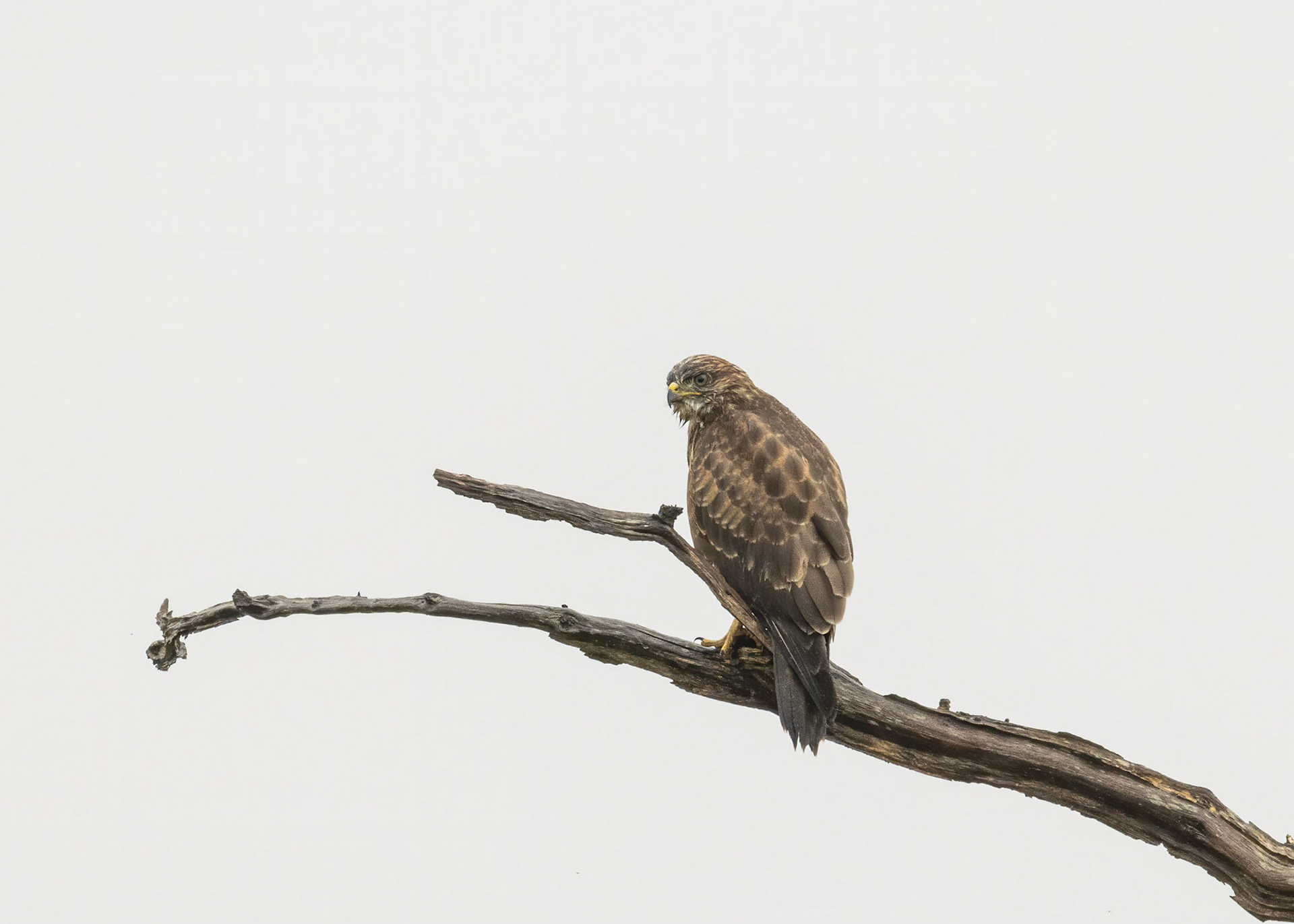 Buzzard