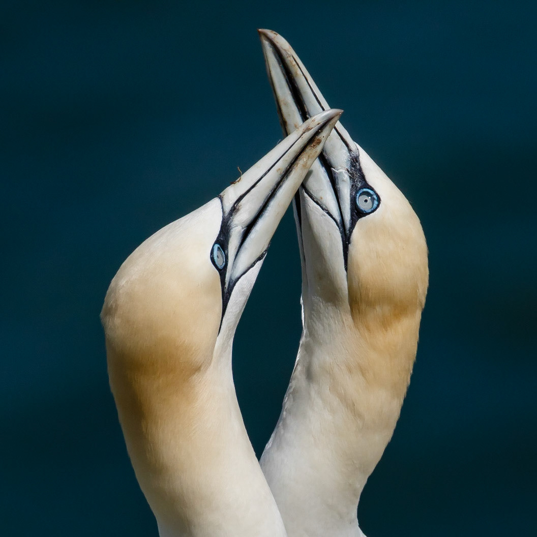 Gannet