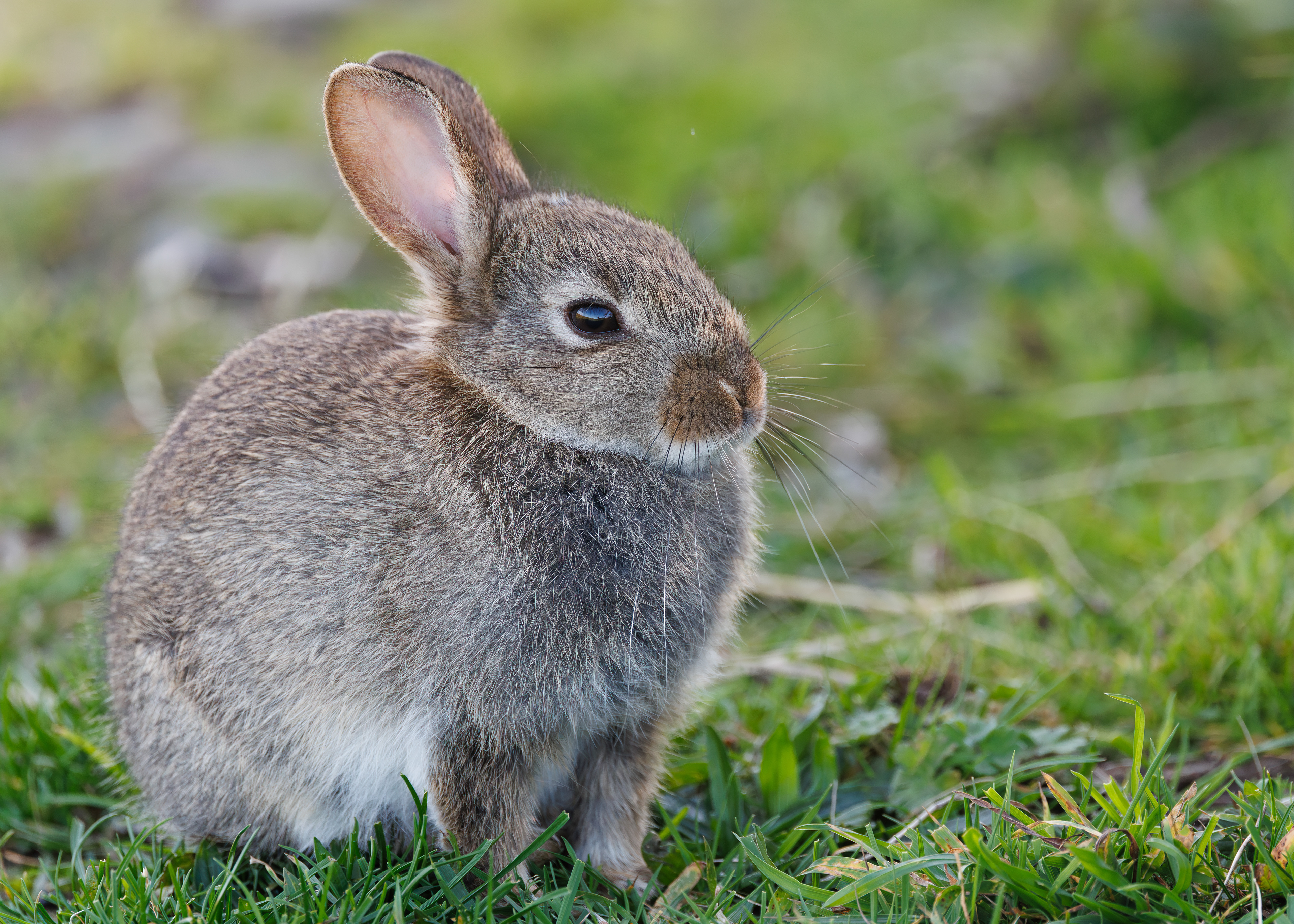 Rabbit