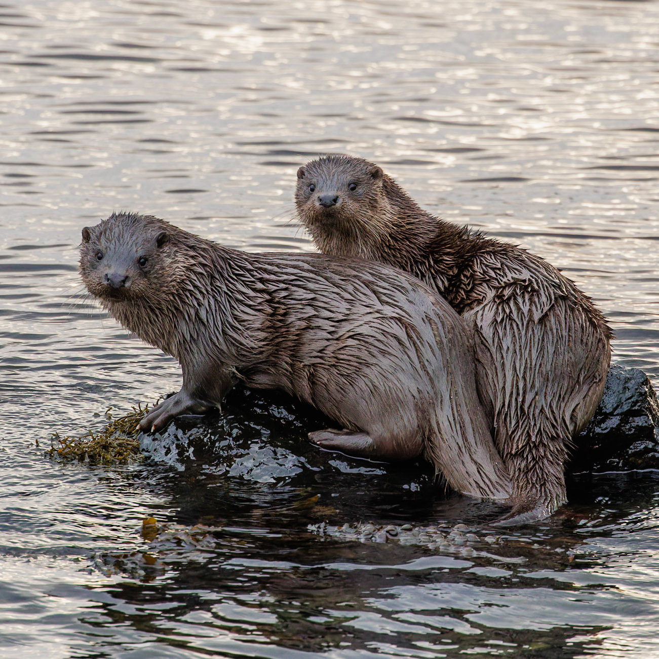 Otter