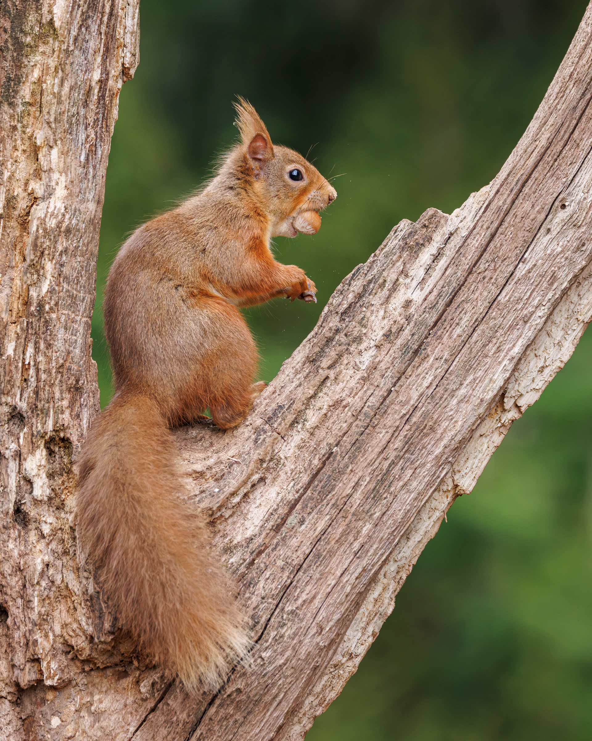 Red Squirrel