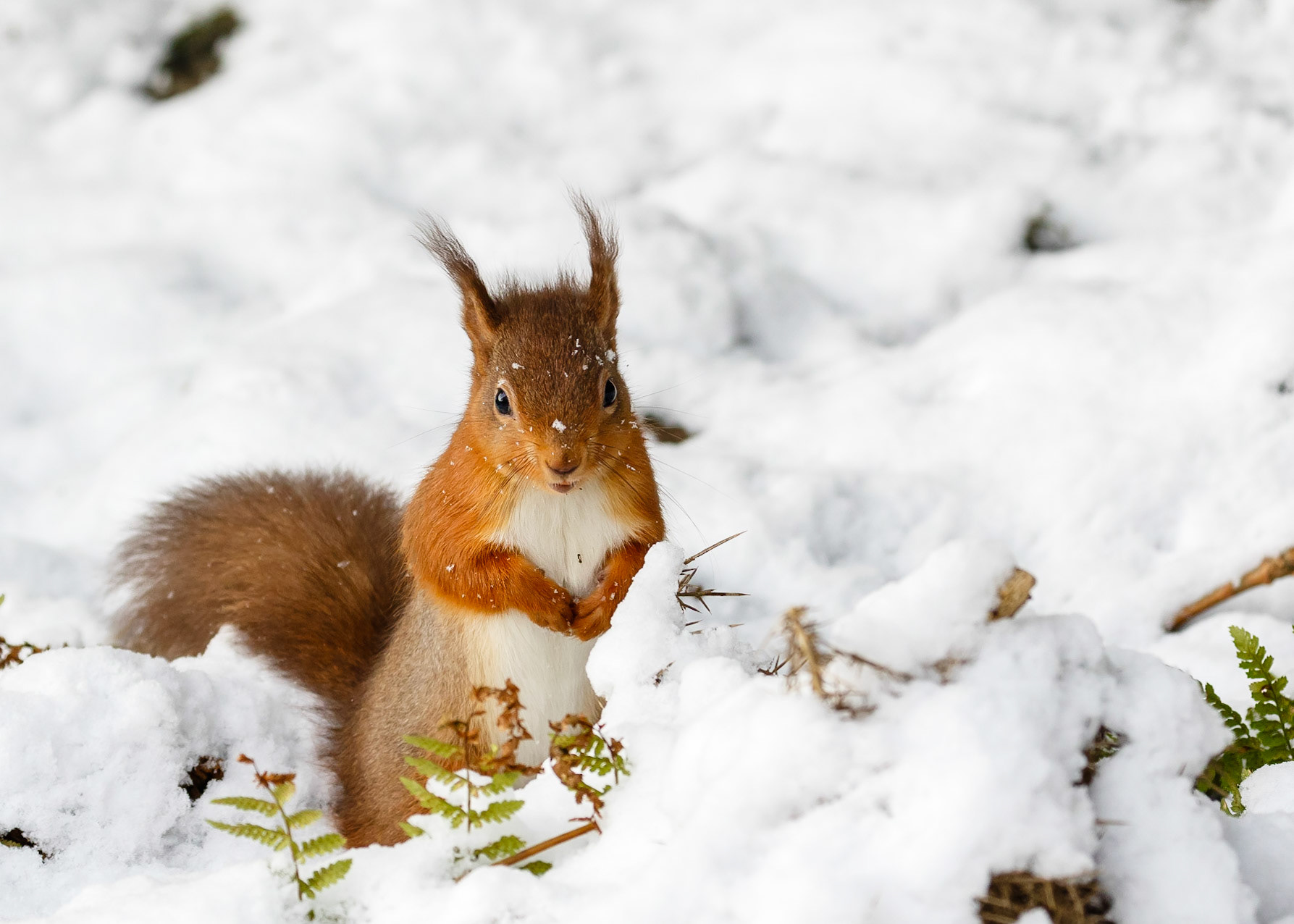 Red Squirrel