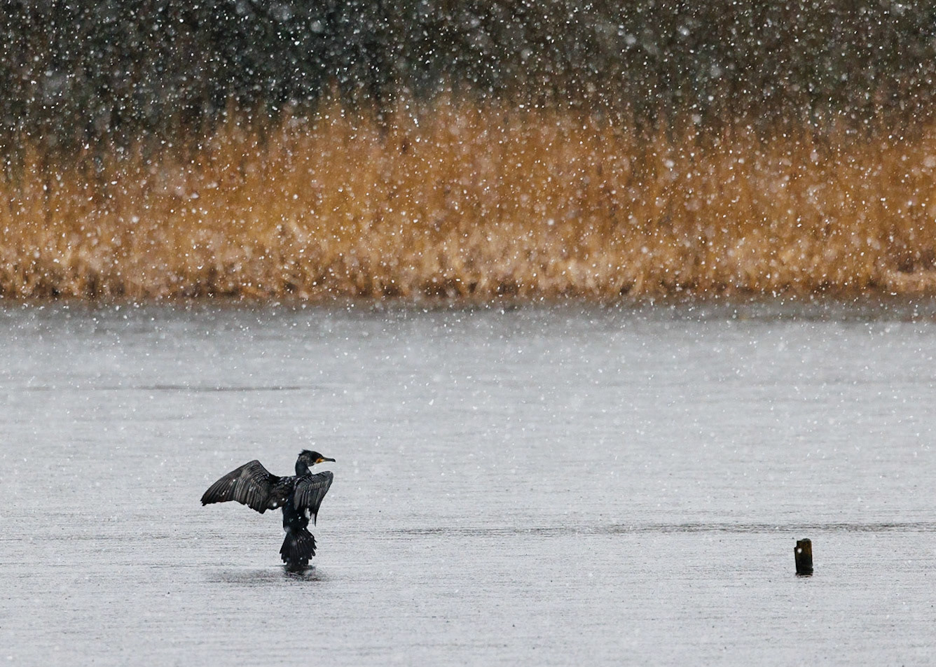 Cormorant