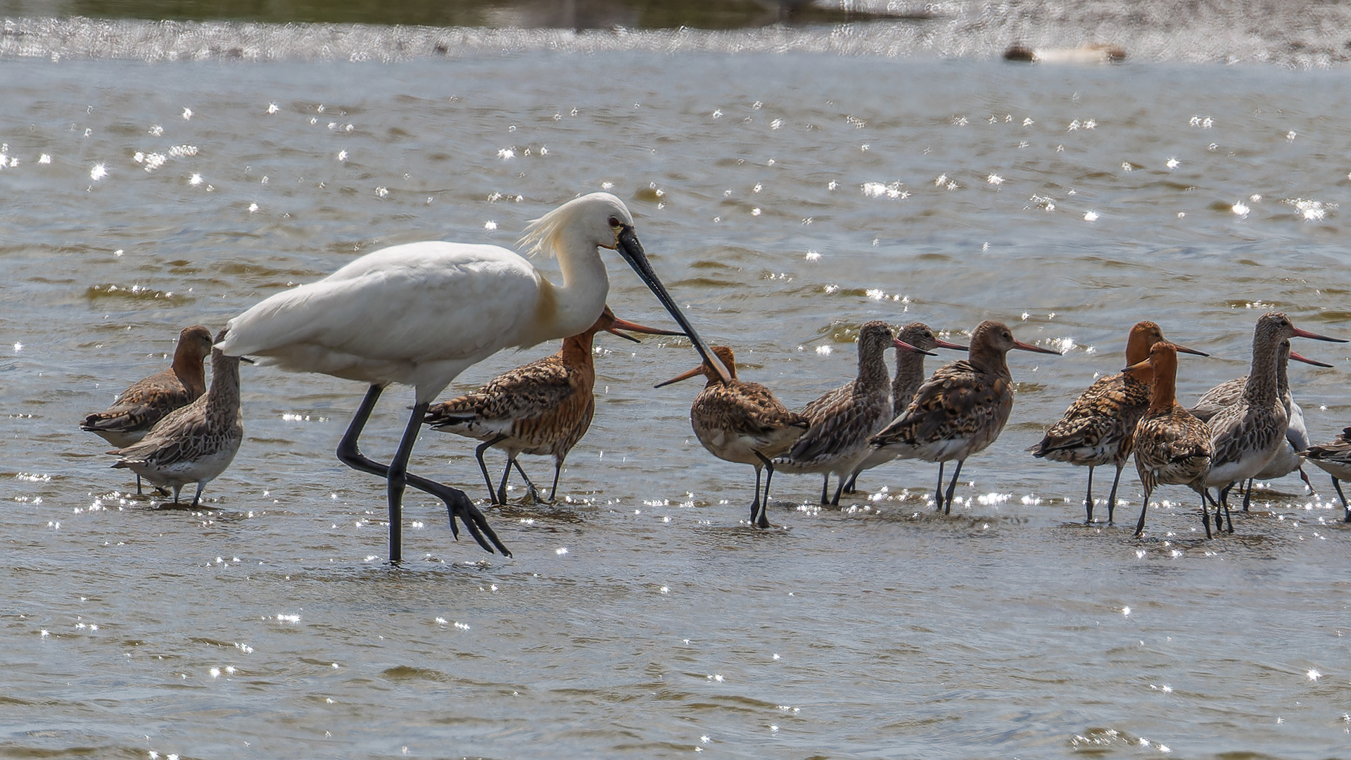 Spoonbill