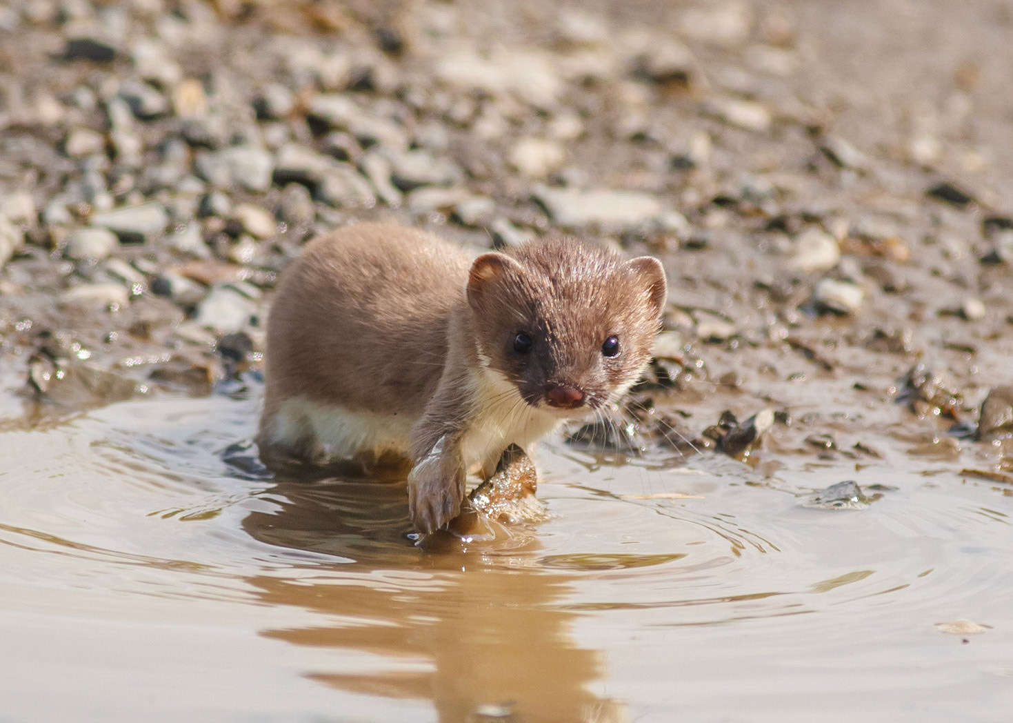 Stoat