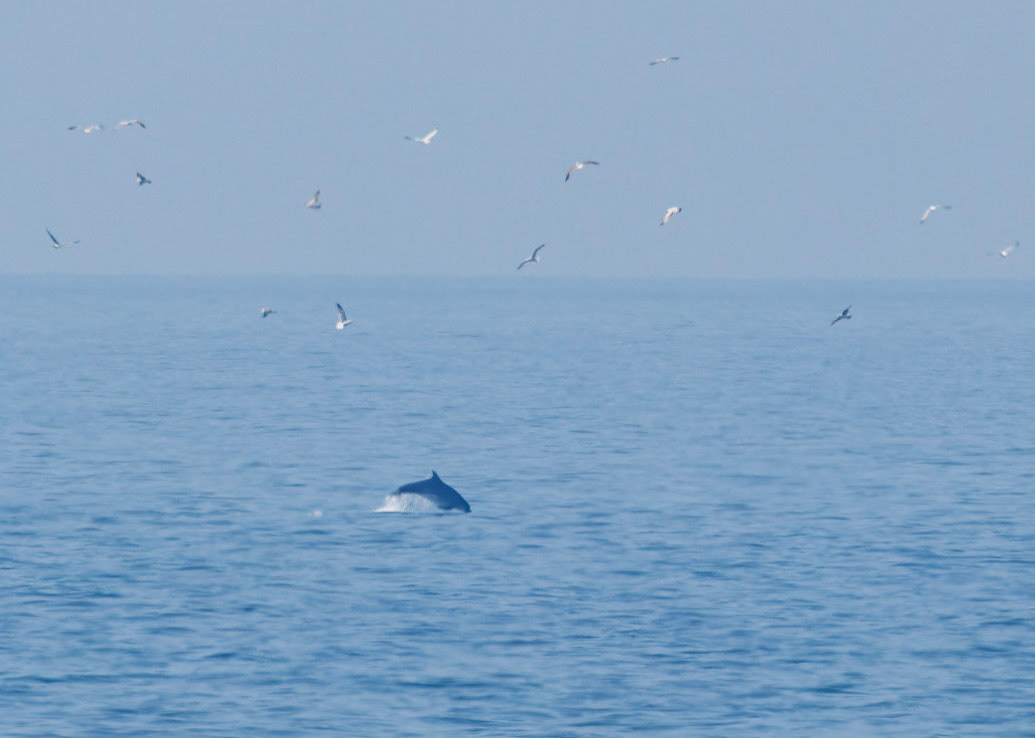 Bottlenose Dolphin