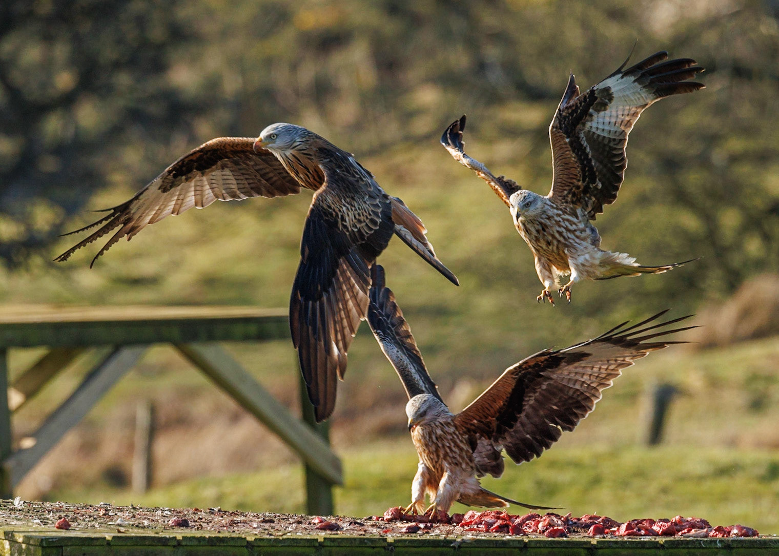 Red Kite