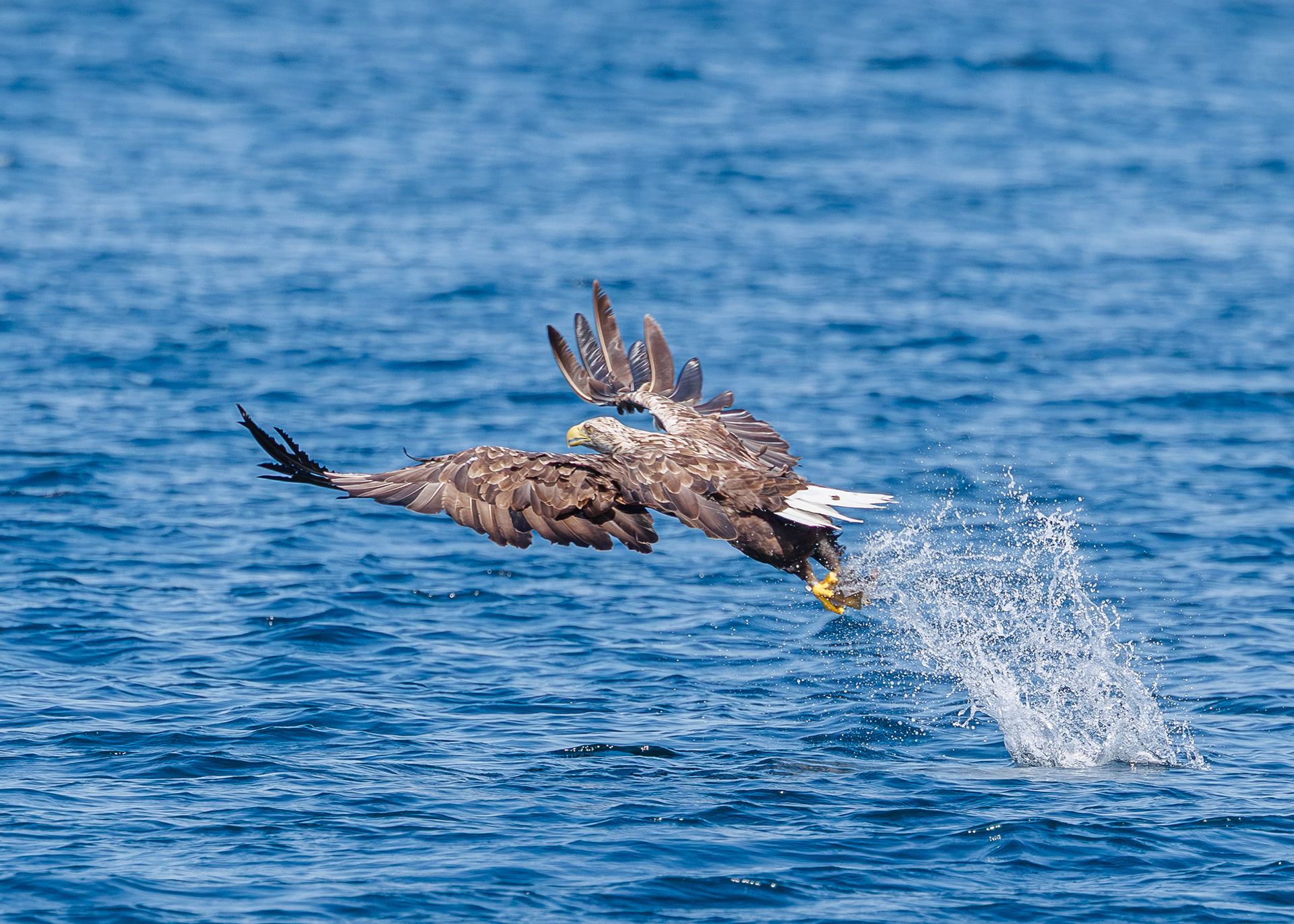 White-tailed Eagle