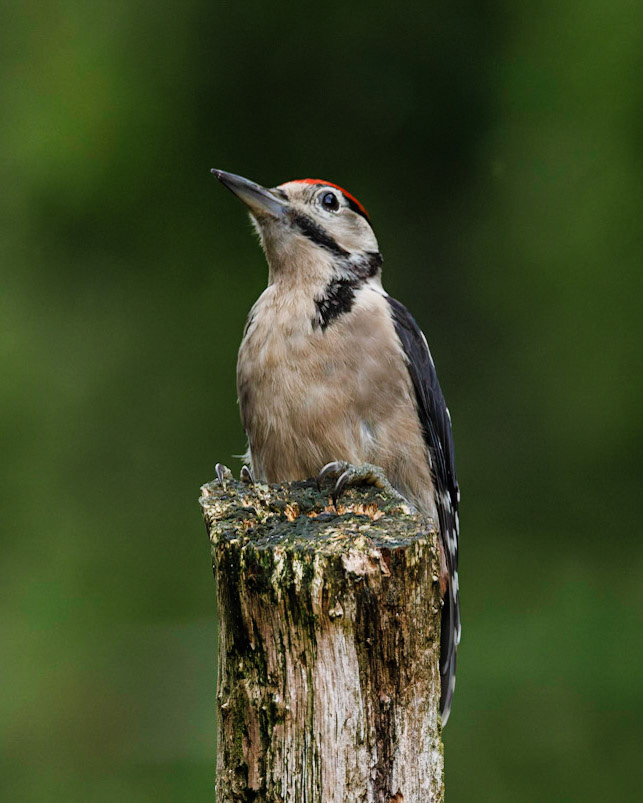 Great Spotted Woodpecker