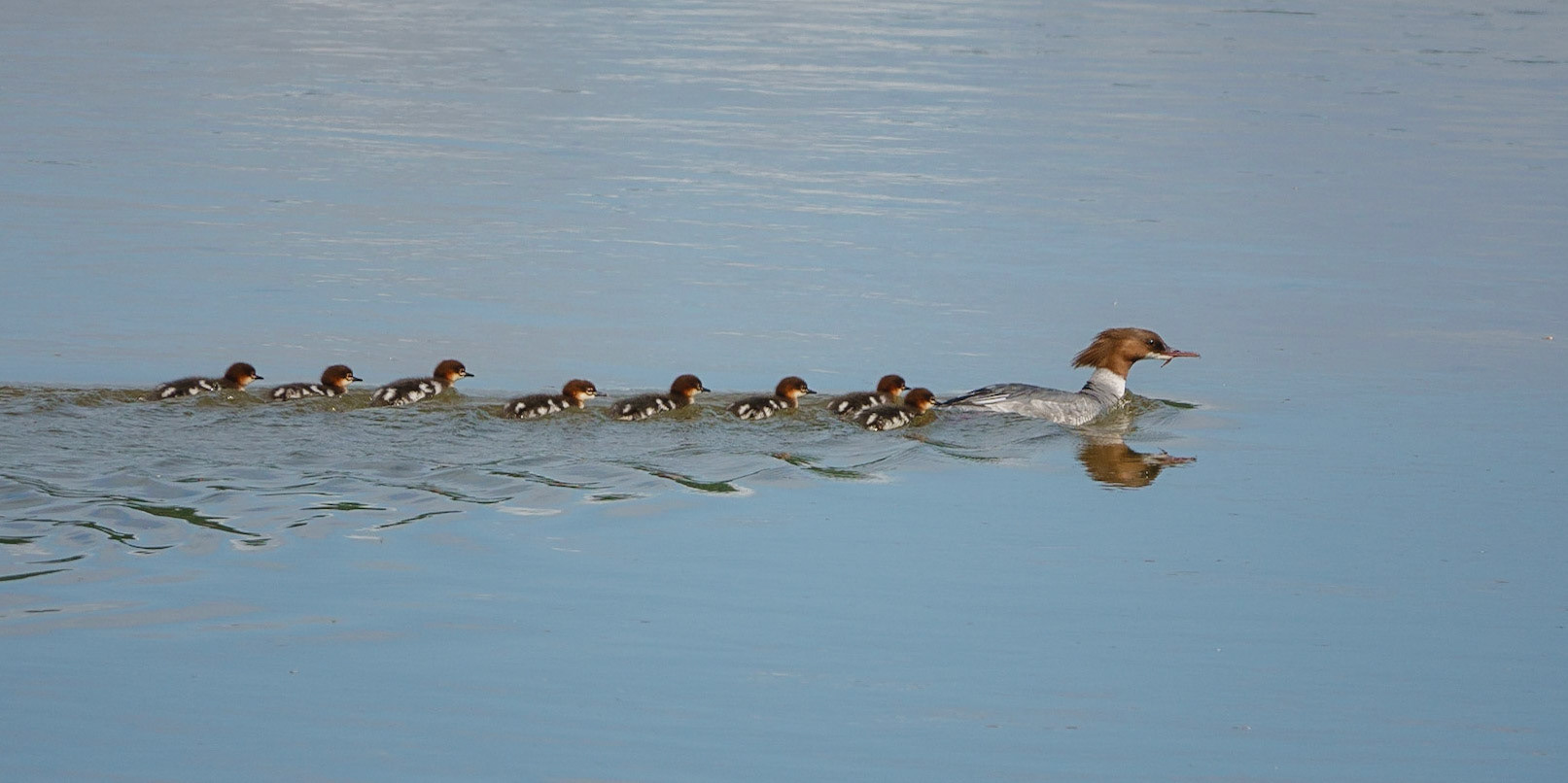 Goosander