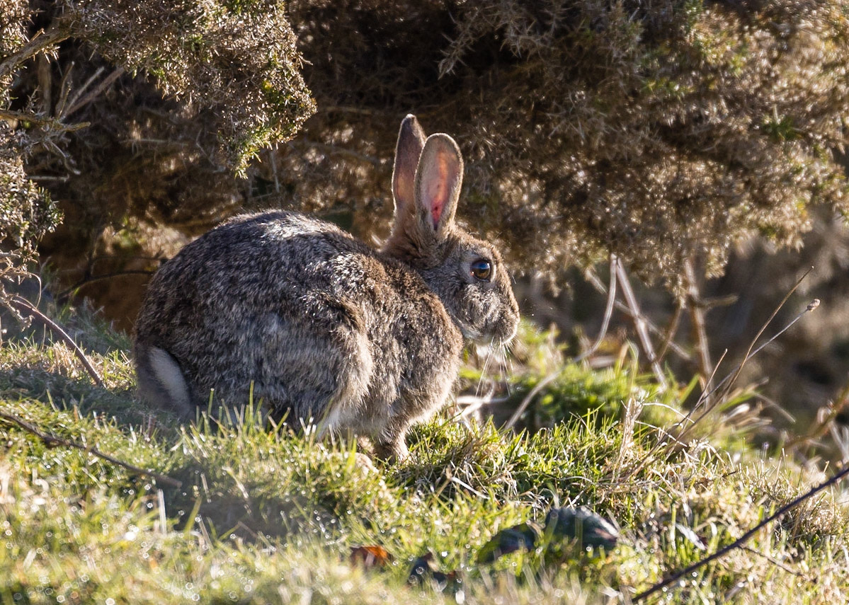 Rabbit
