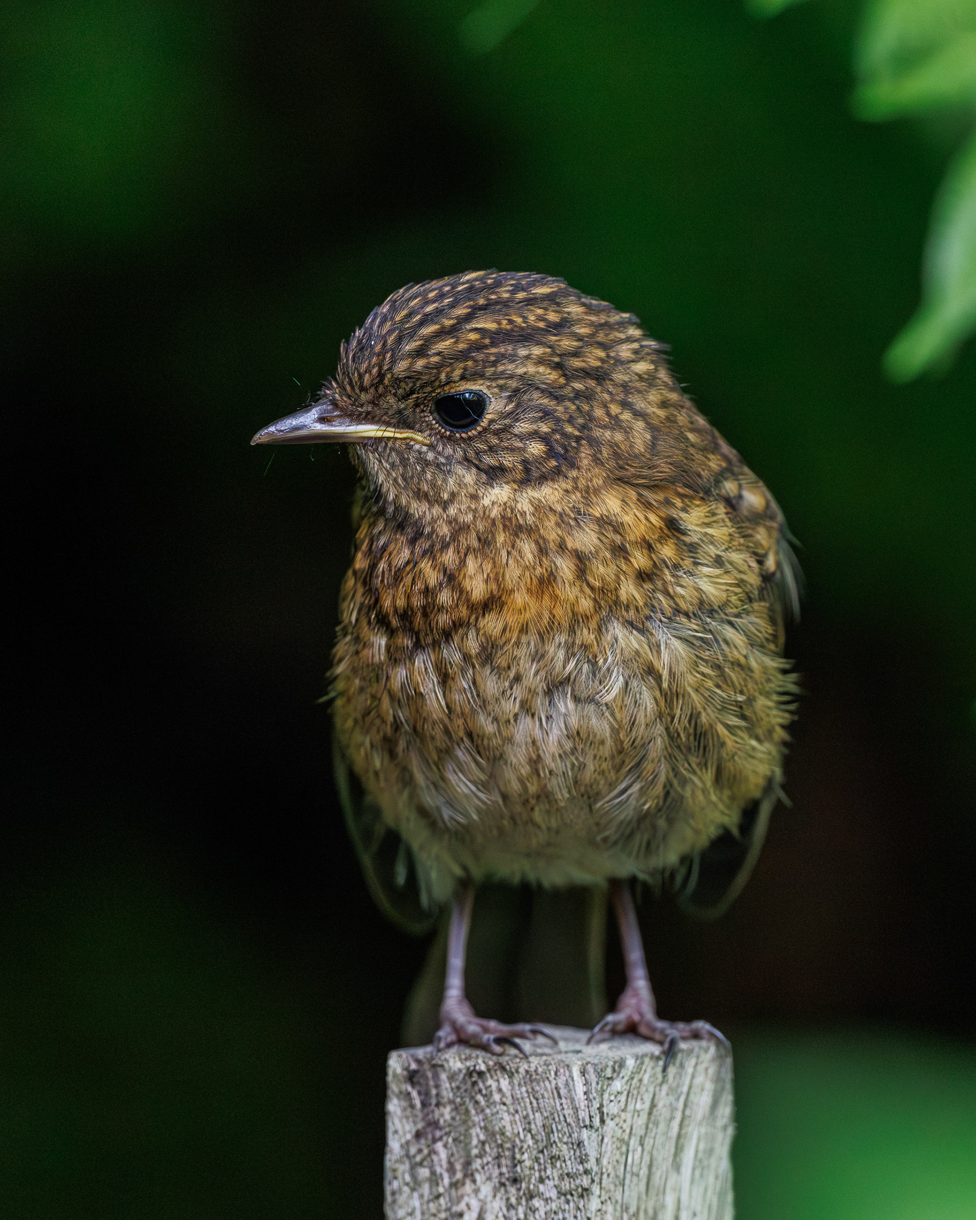 Robin
