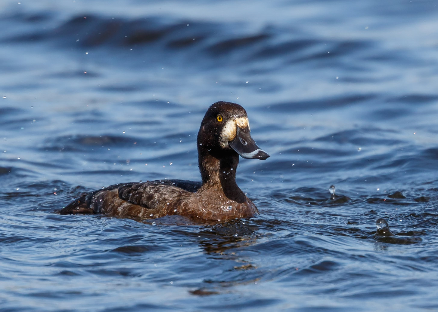 Scaup