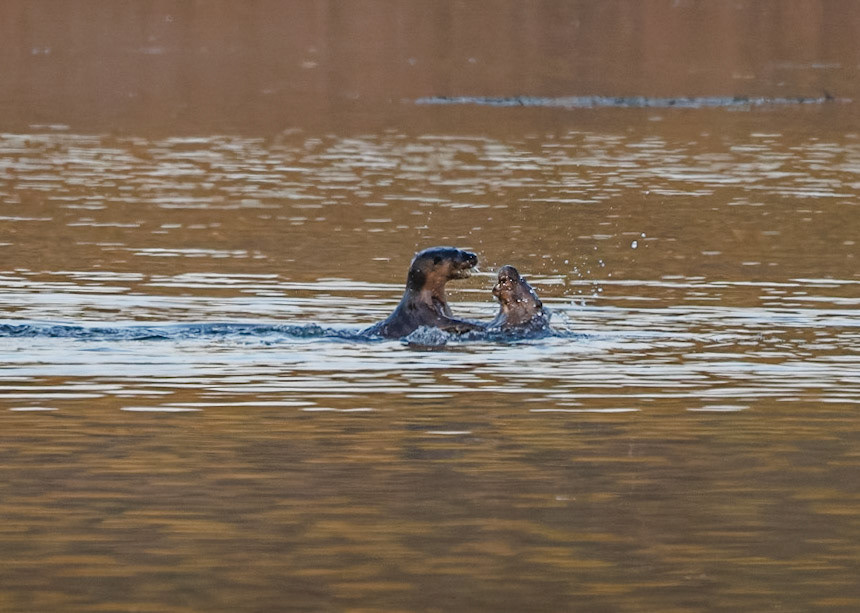 Otters