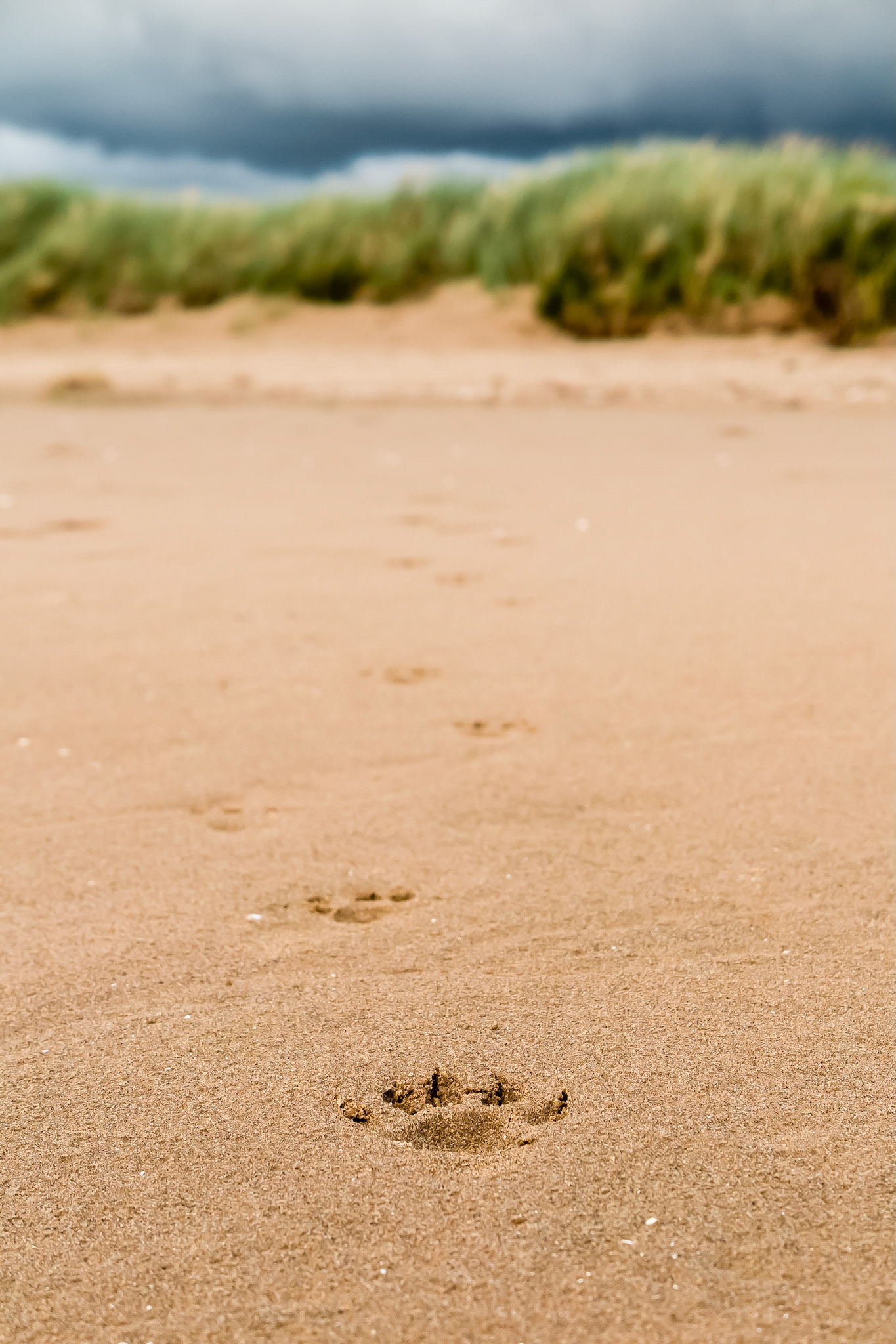 Otter Tracks
