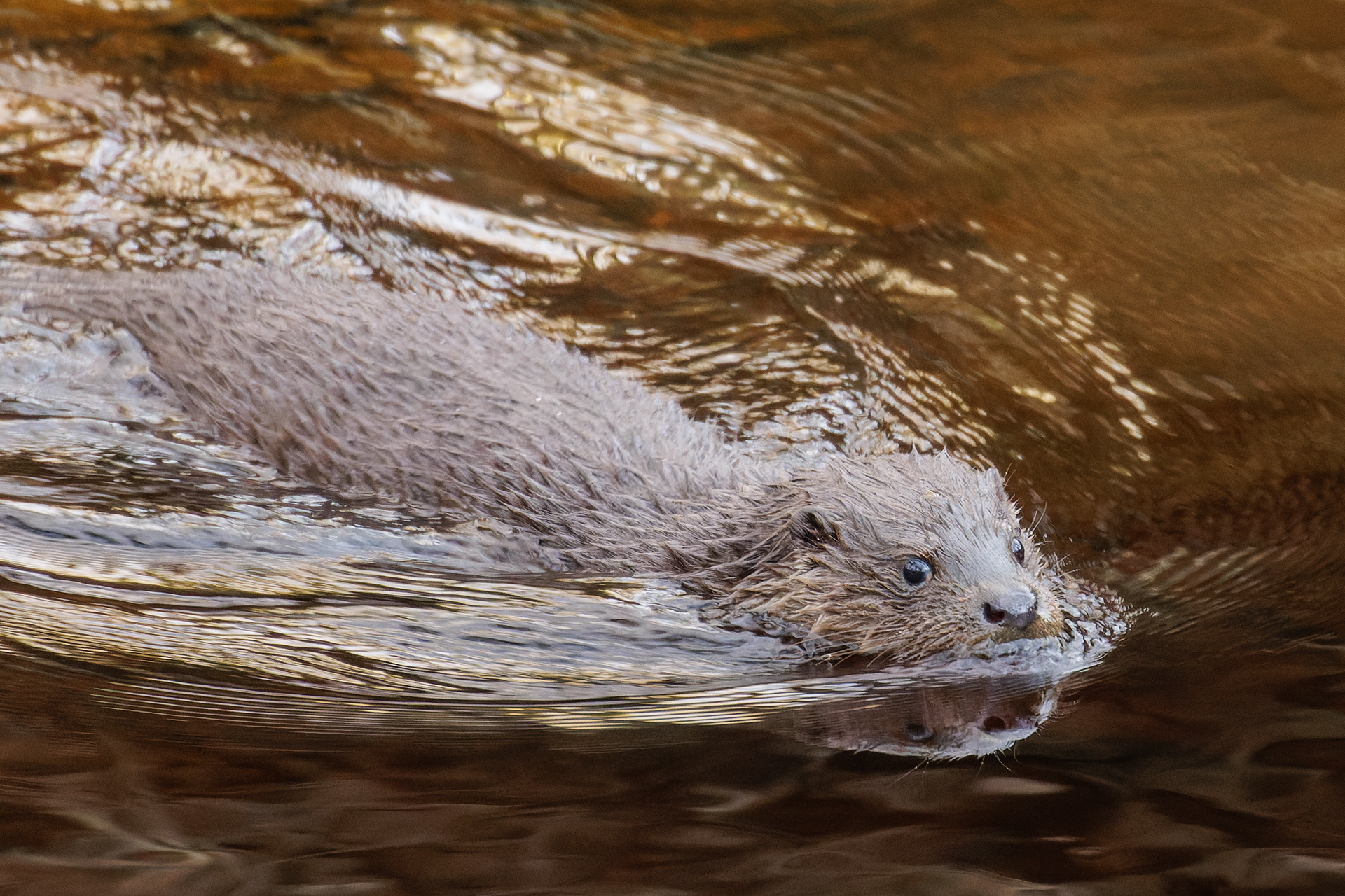 Otter