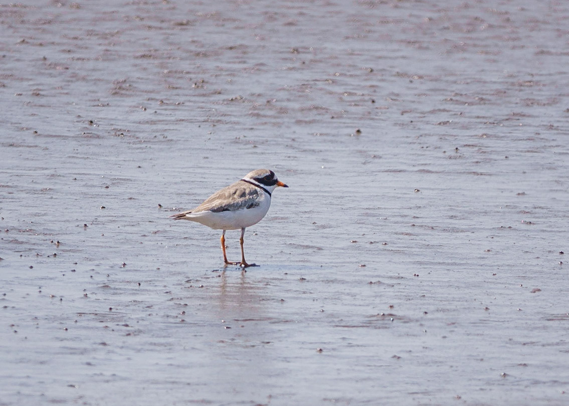 Ringed Plover