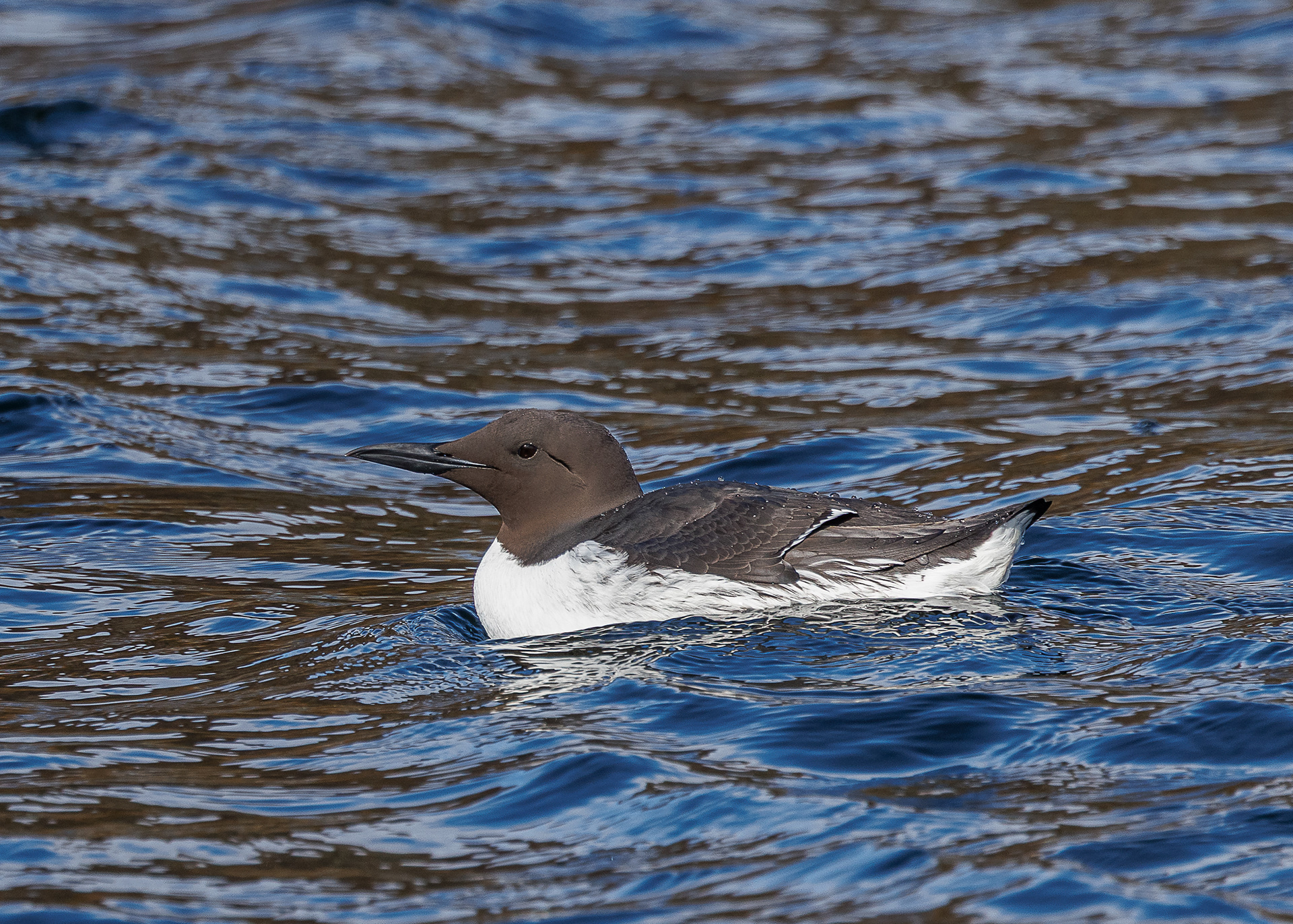 Guillemot
