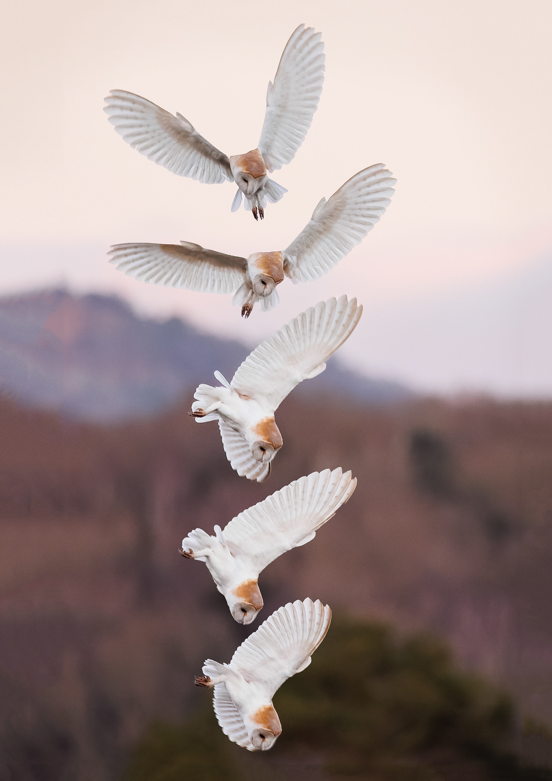 Barn Owl