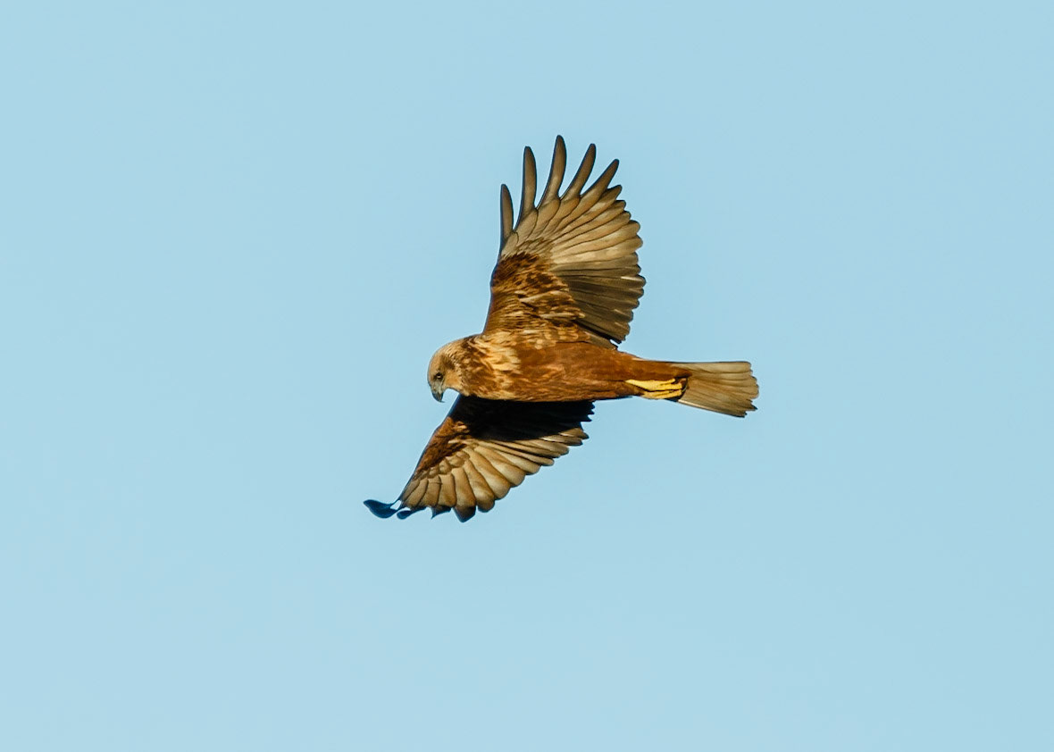 Marsh Harrier