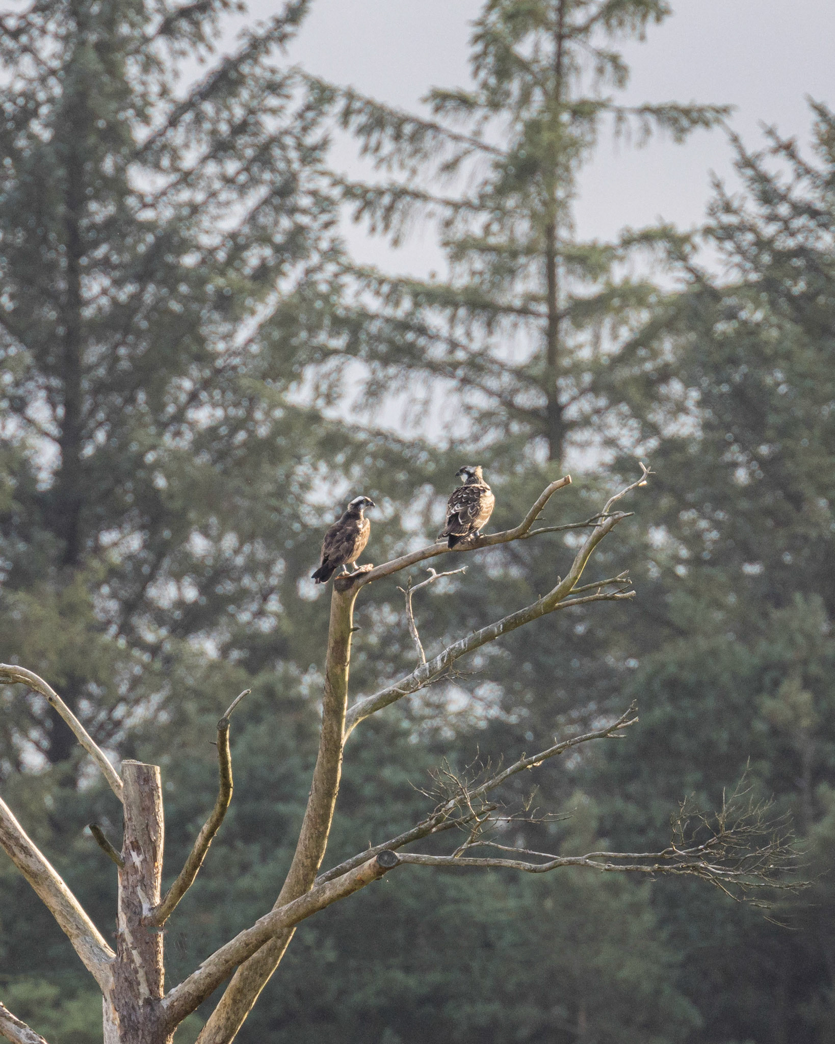 Ospreys