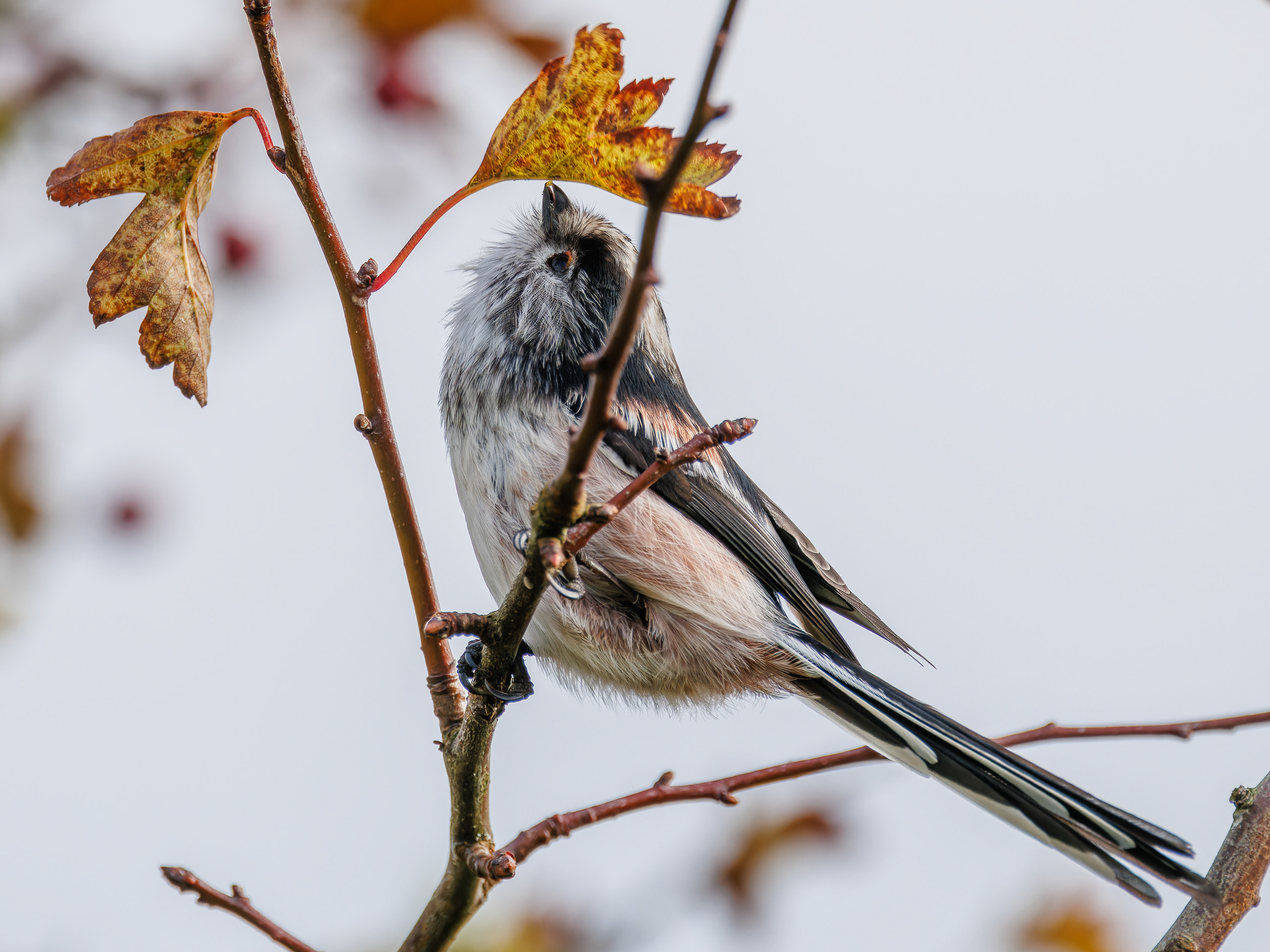 Long-tailed Tit