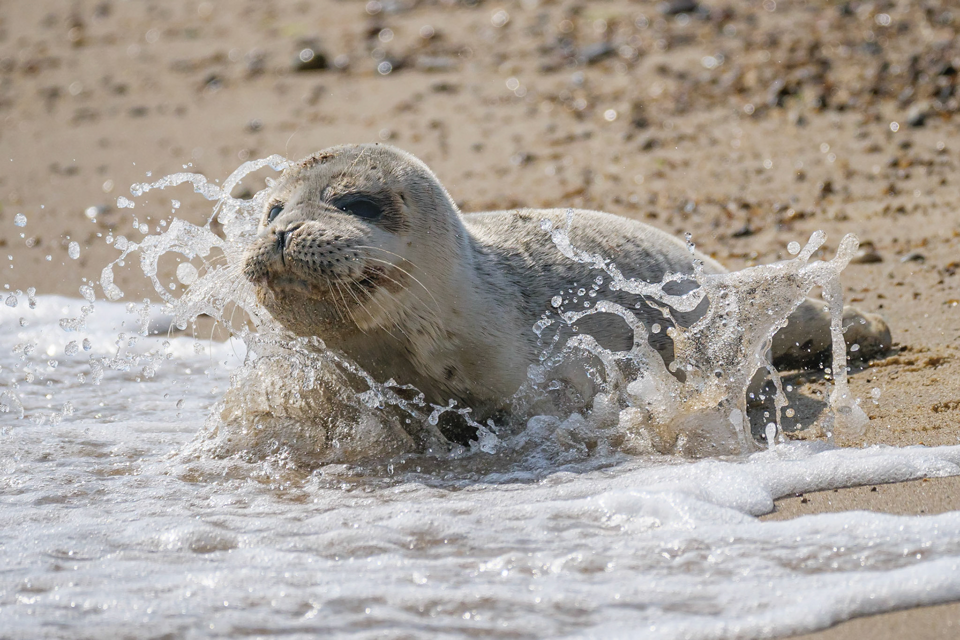 Grey Seal