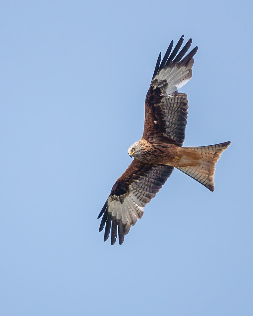 Red Kite