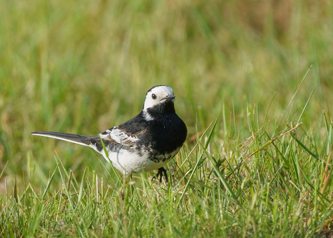Pied Wagtail
