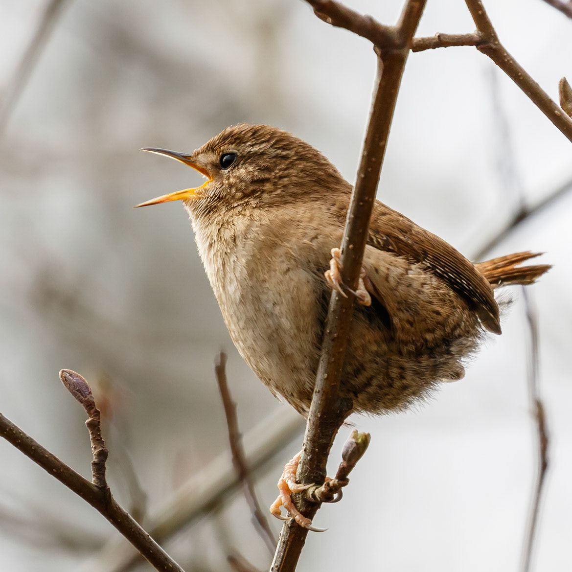 Wren