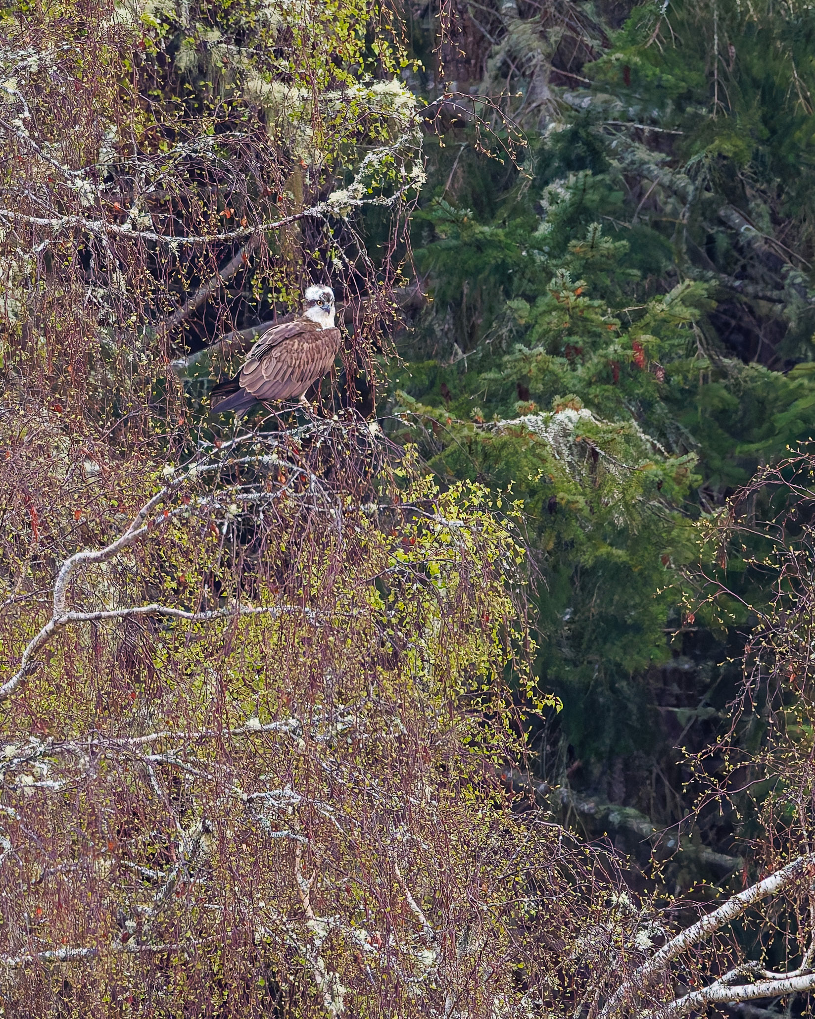 Osprey