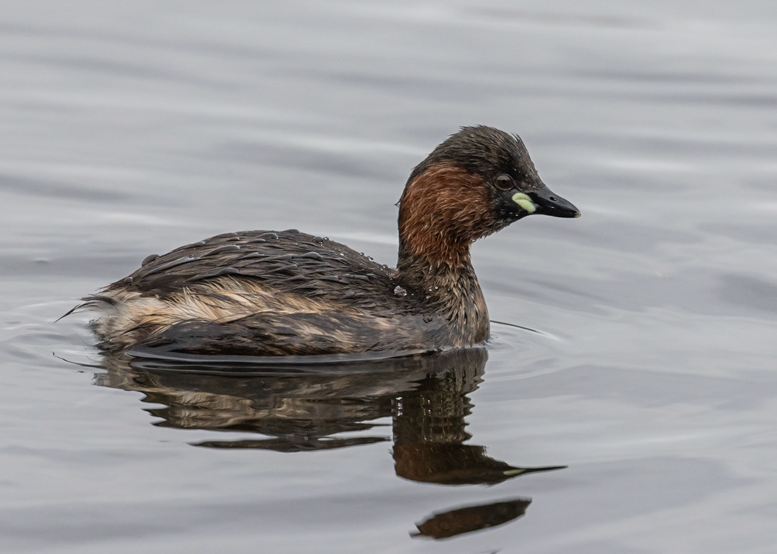 Little Grebe