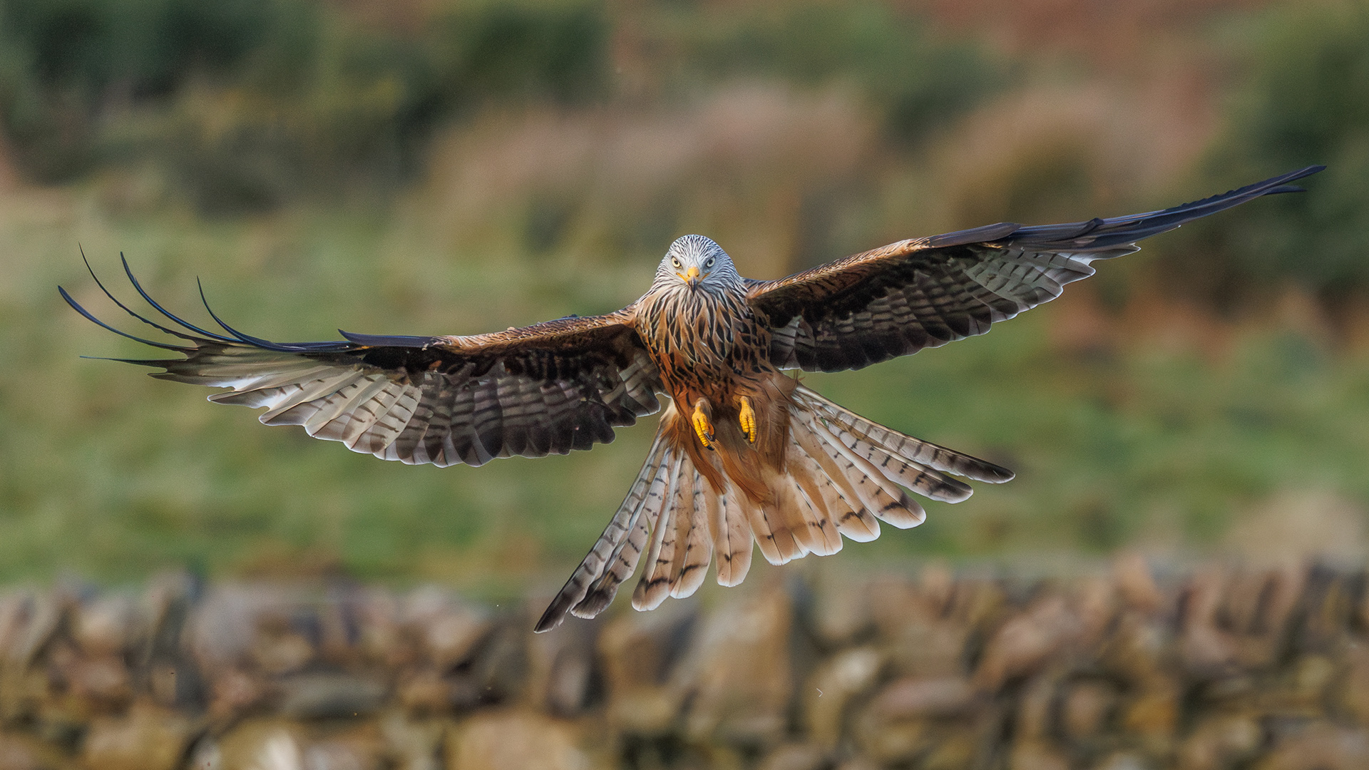 Red Kite
