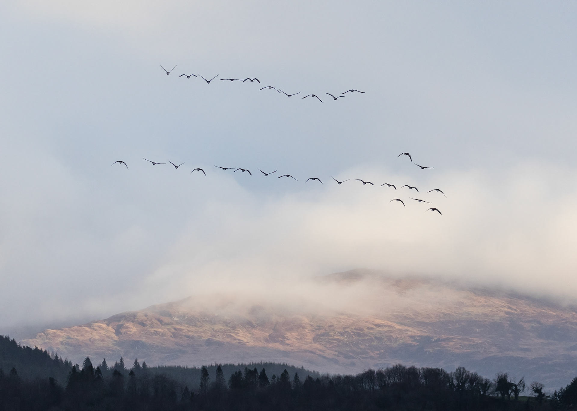 Pink-footed Geese