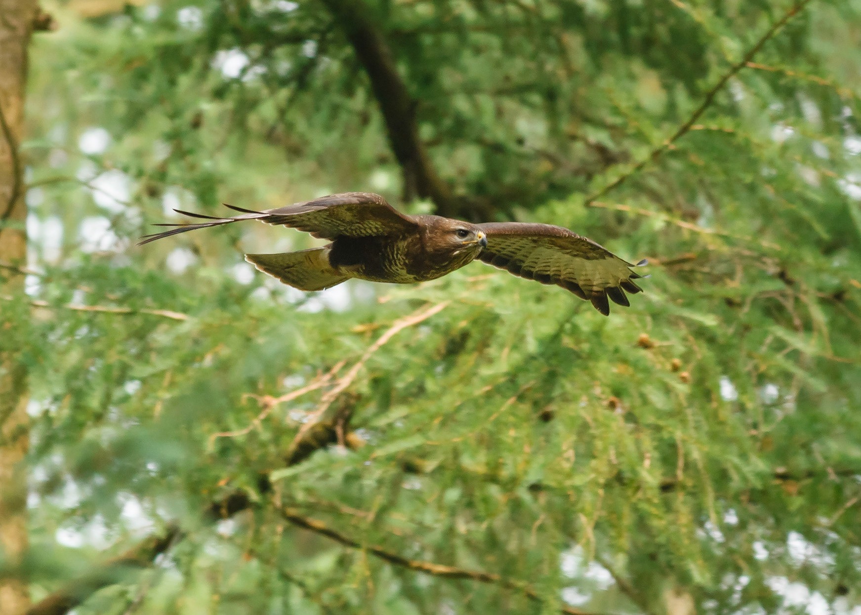 Buzzard