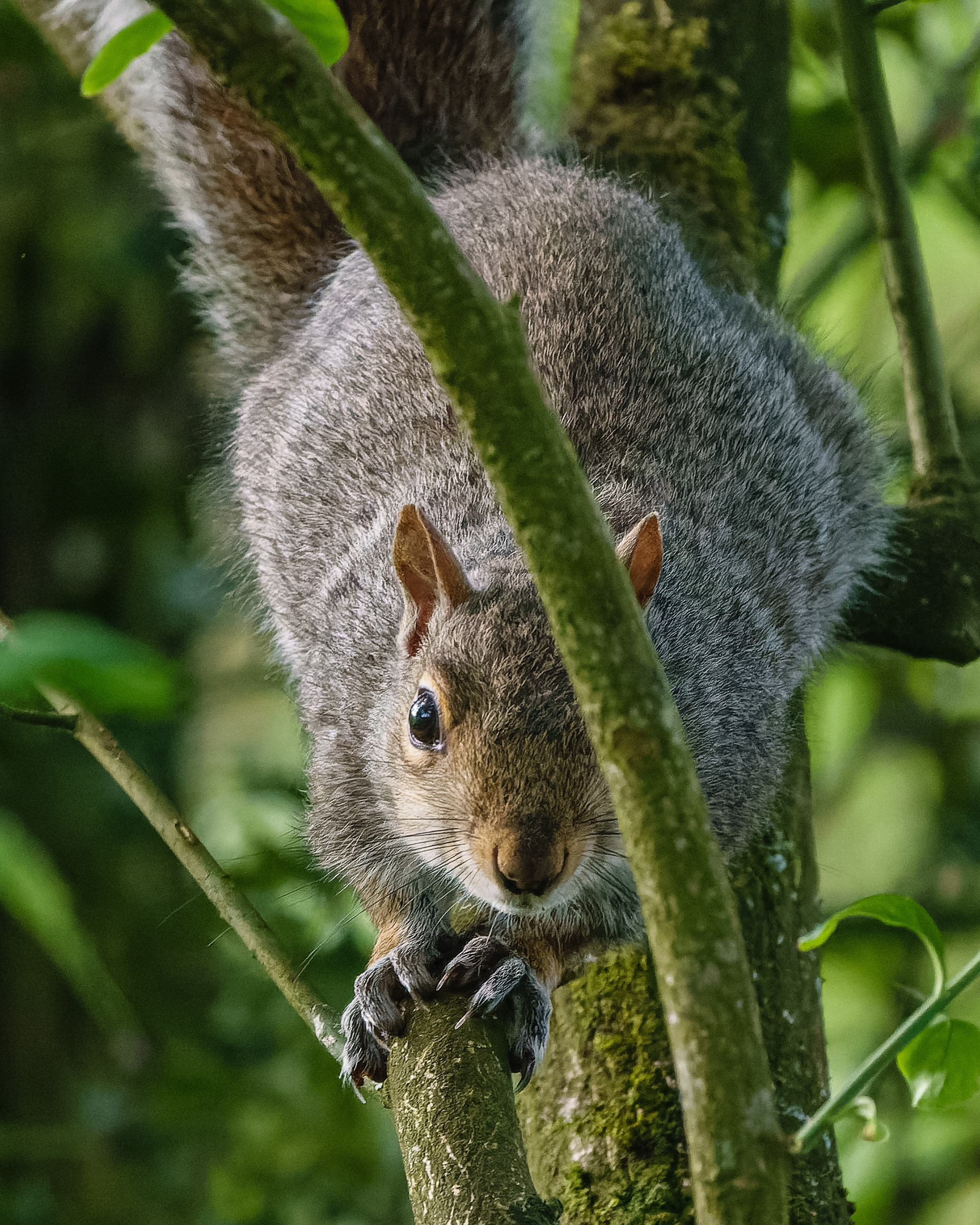 Grey Squirrel