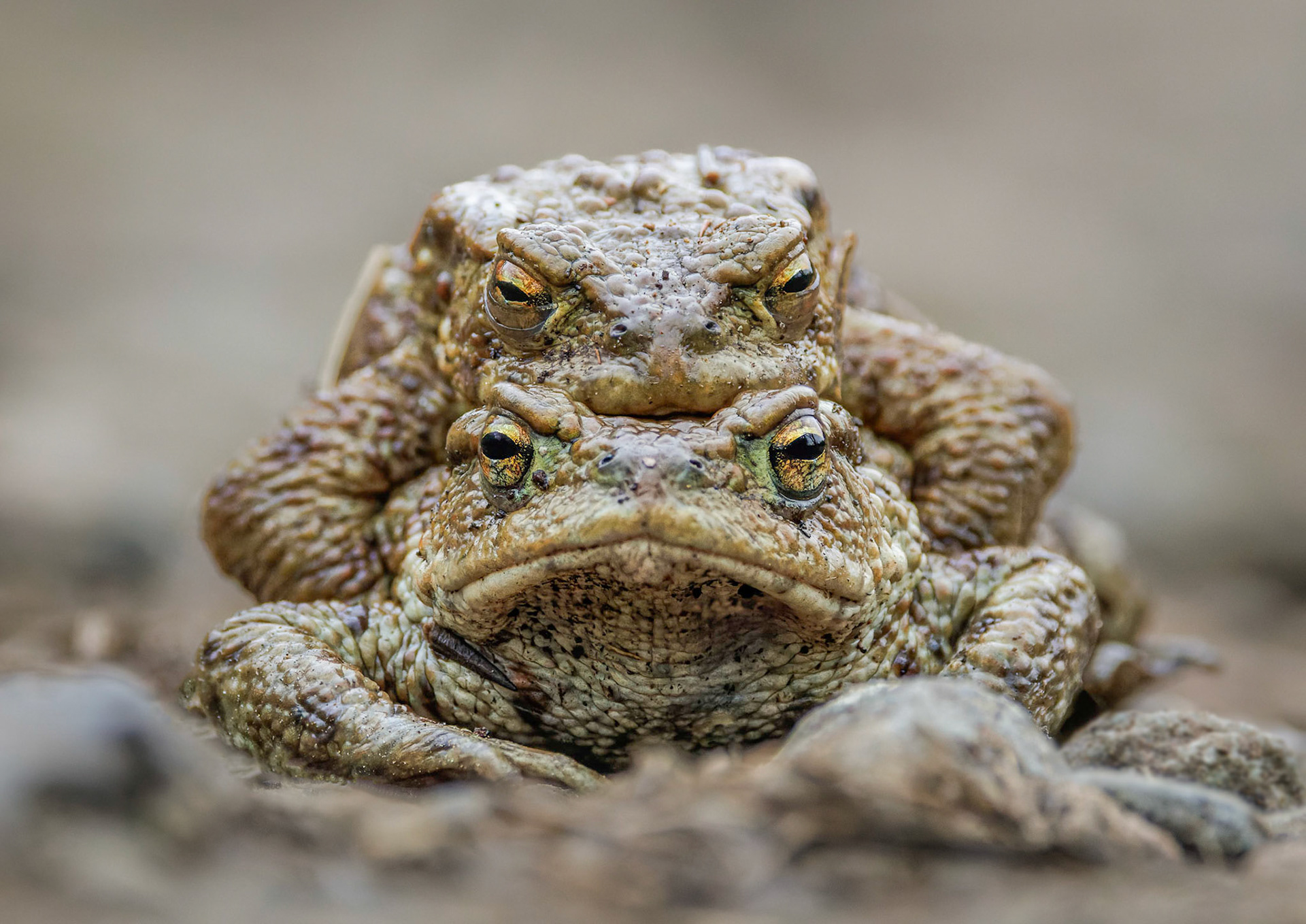 Common Toads
