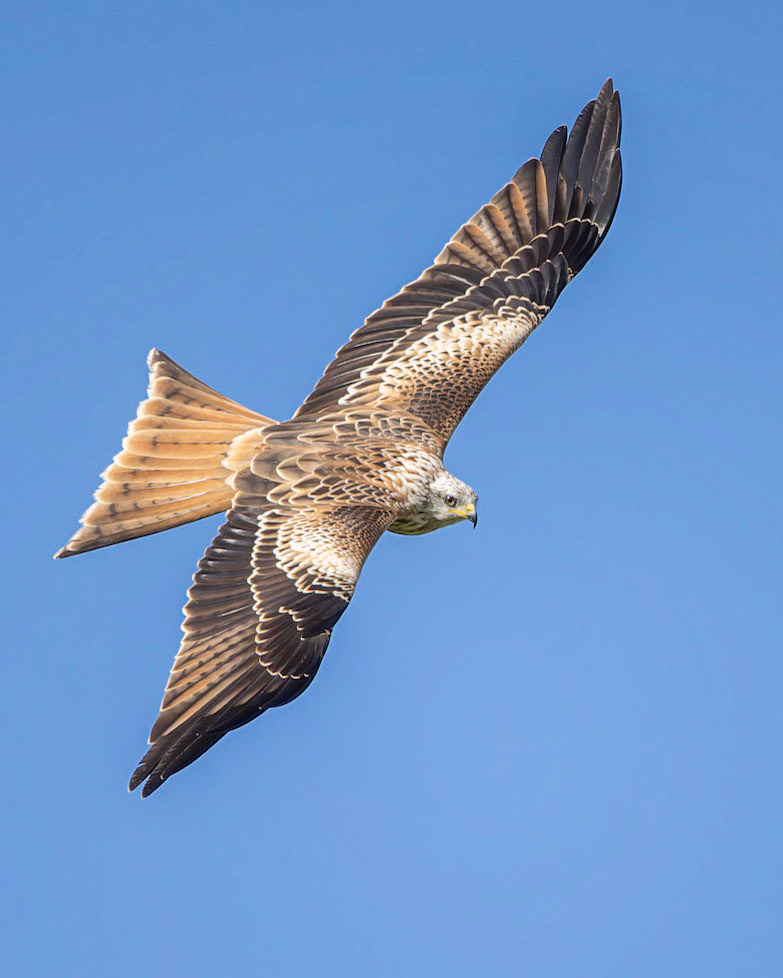 Red Kite