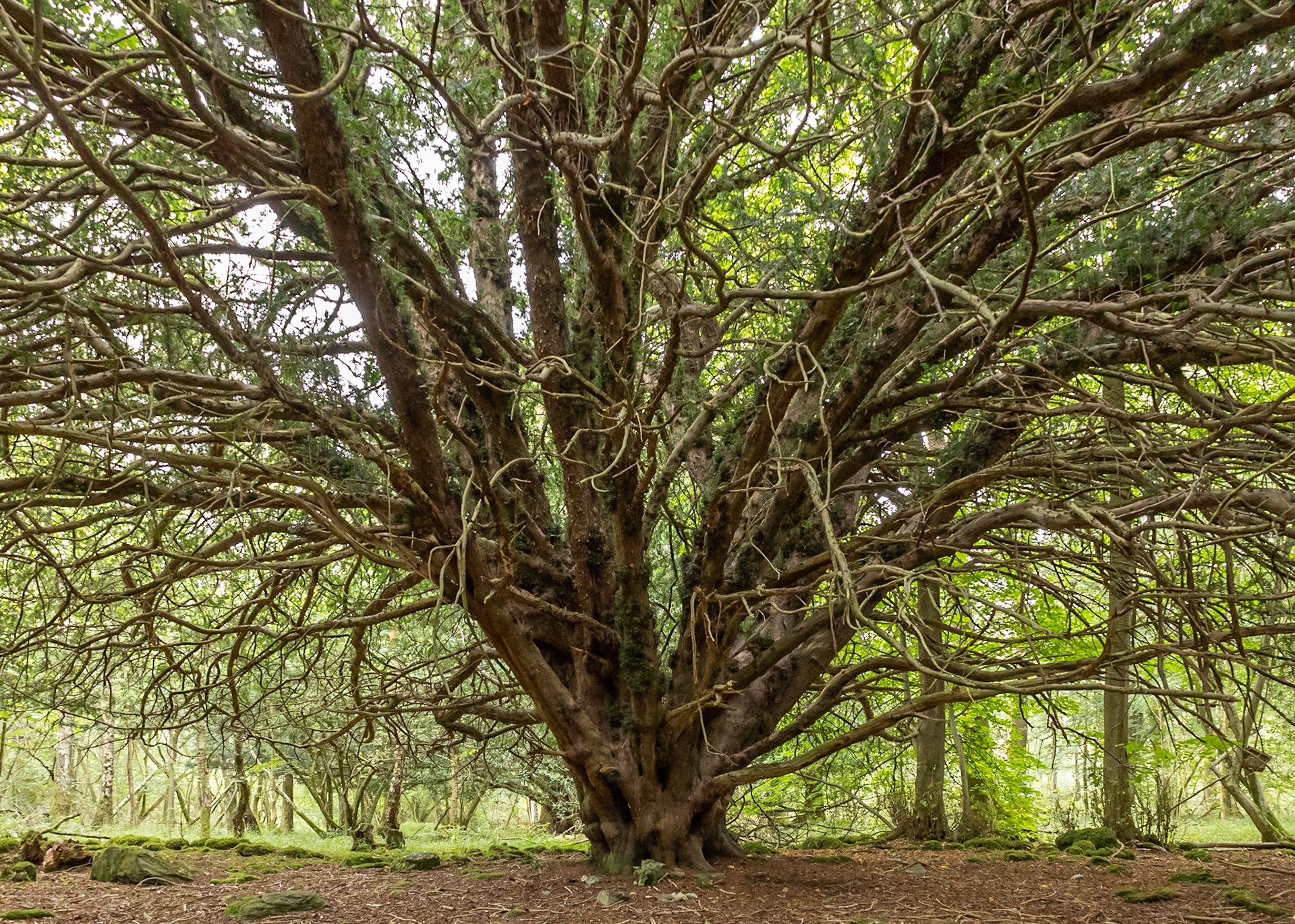 Roudsea Branches