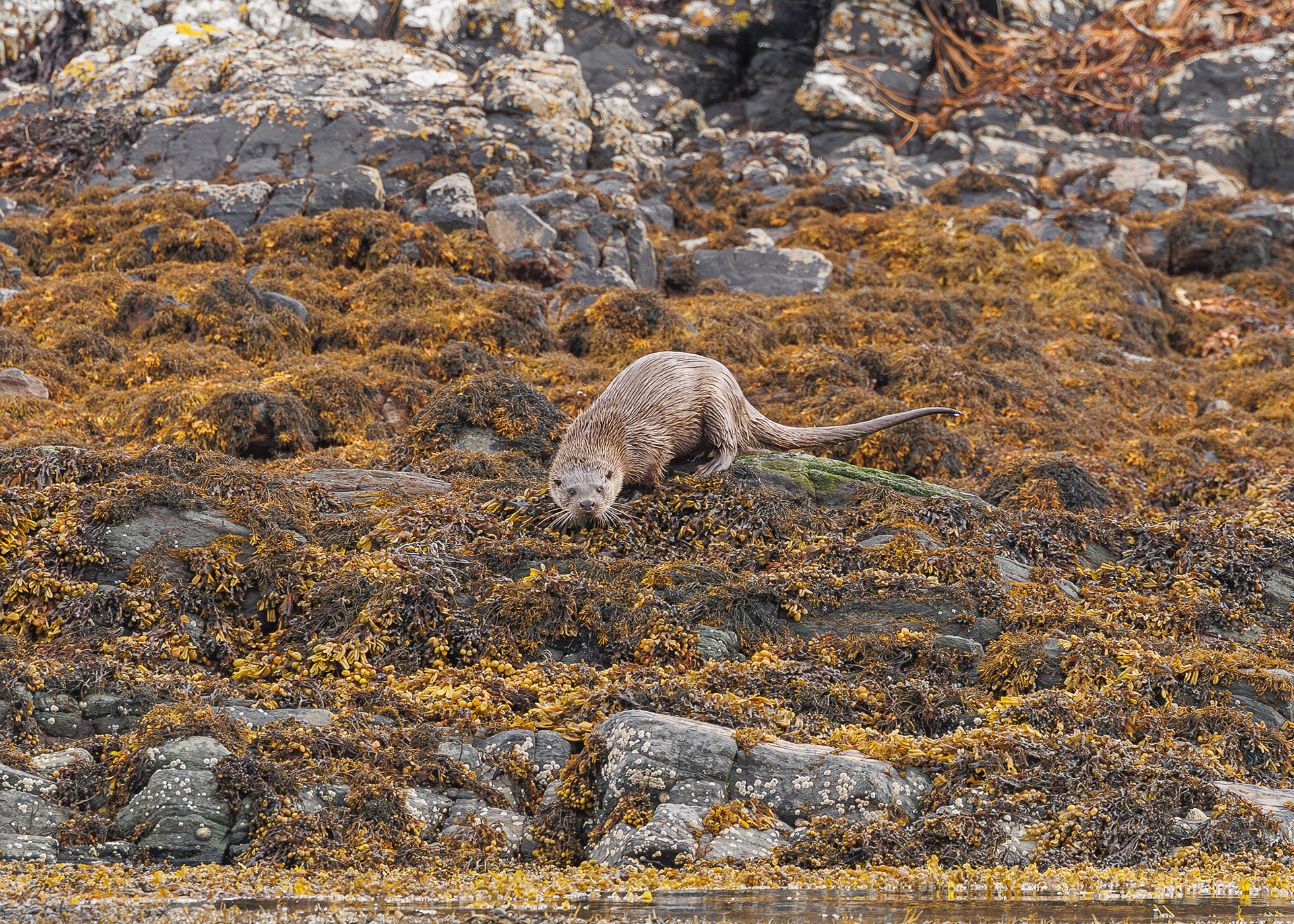 Ardnamurchan - West Highland