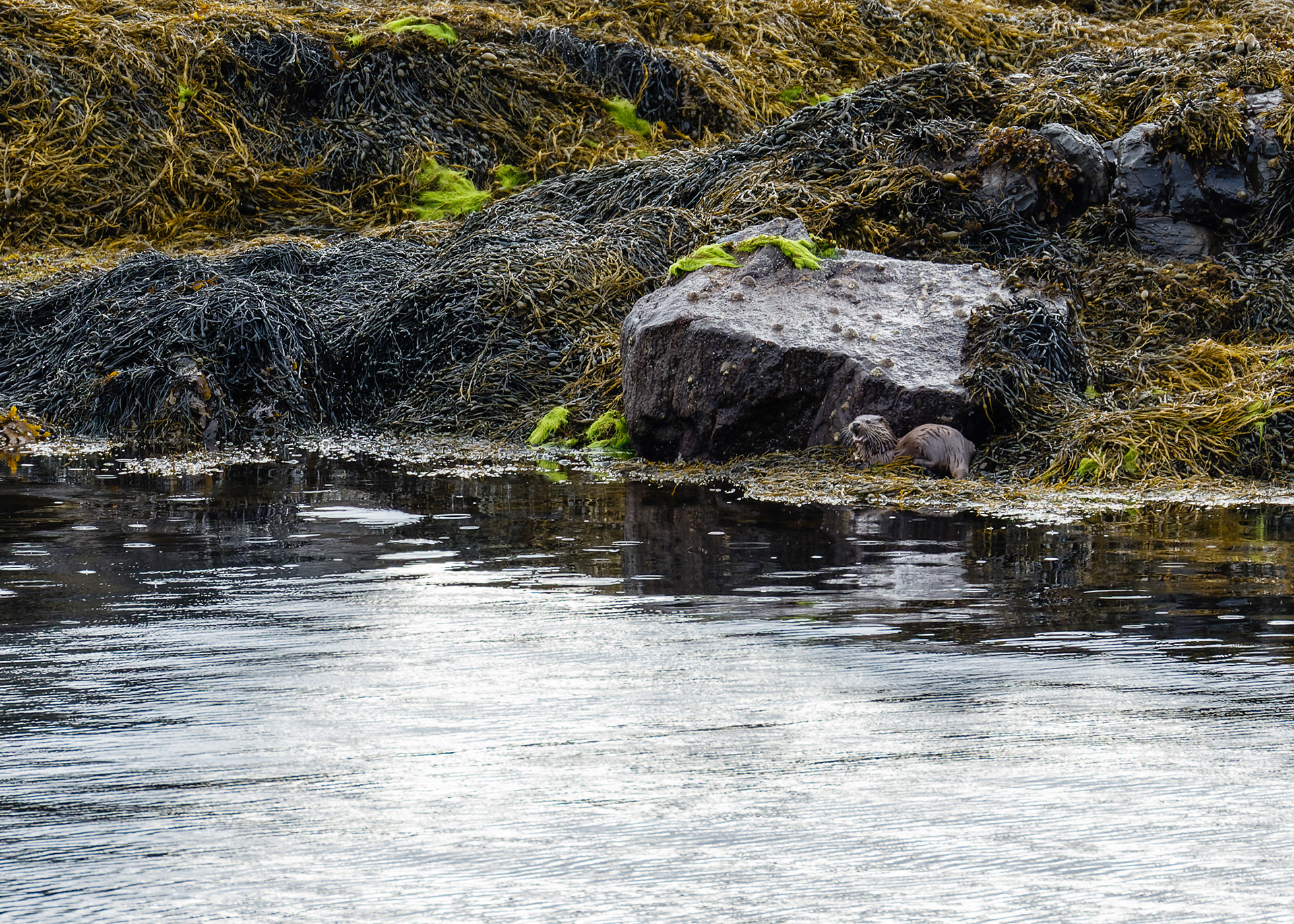 Ardnamurchan - West Highland