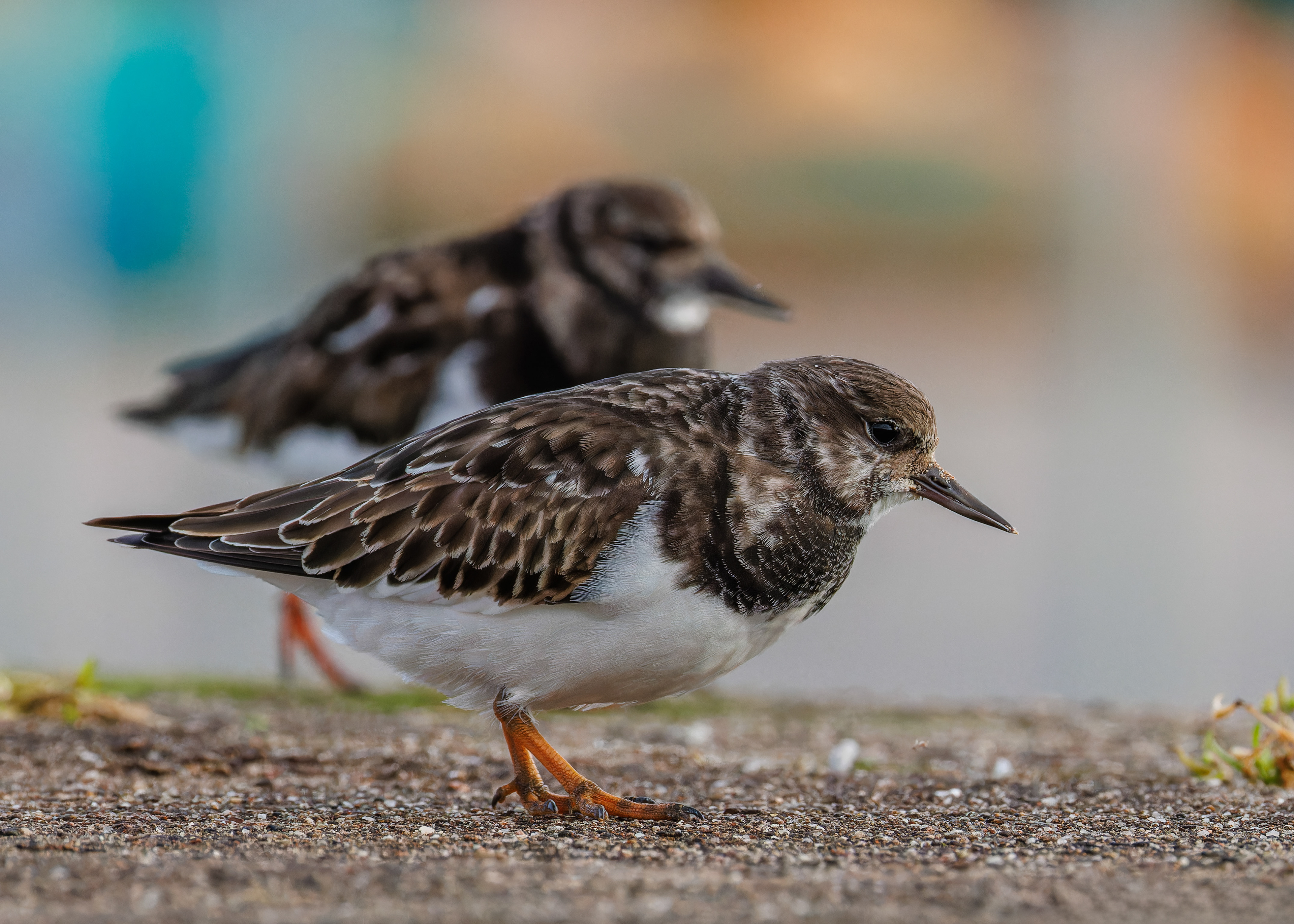 Turnstone